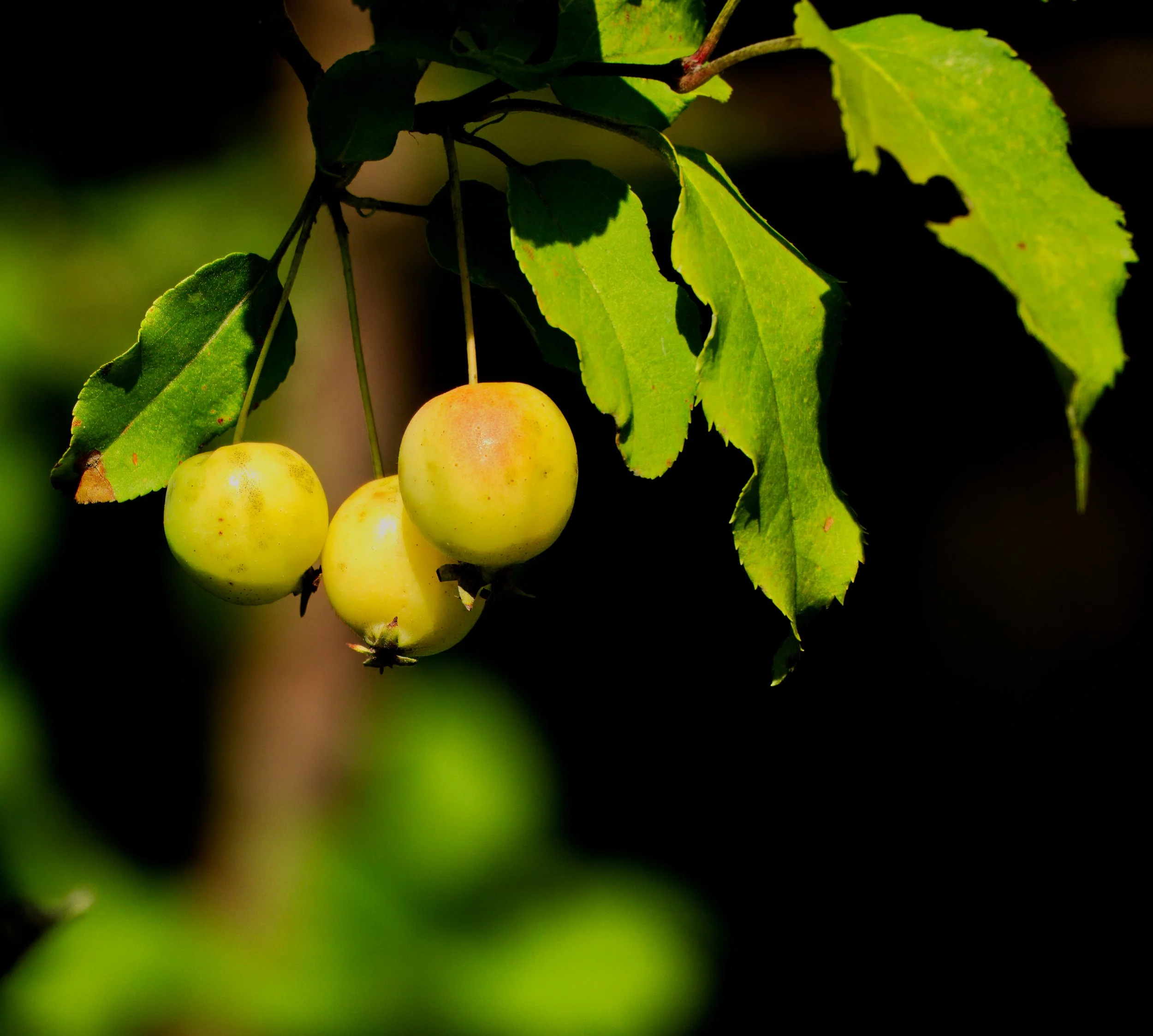 Tiny Crab Apples