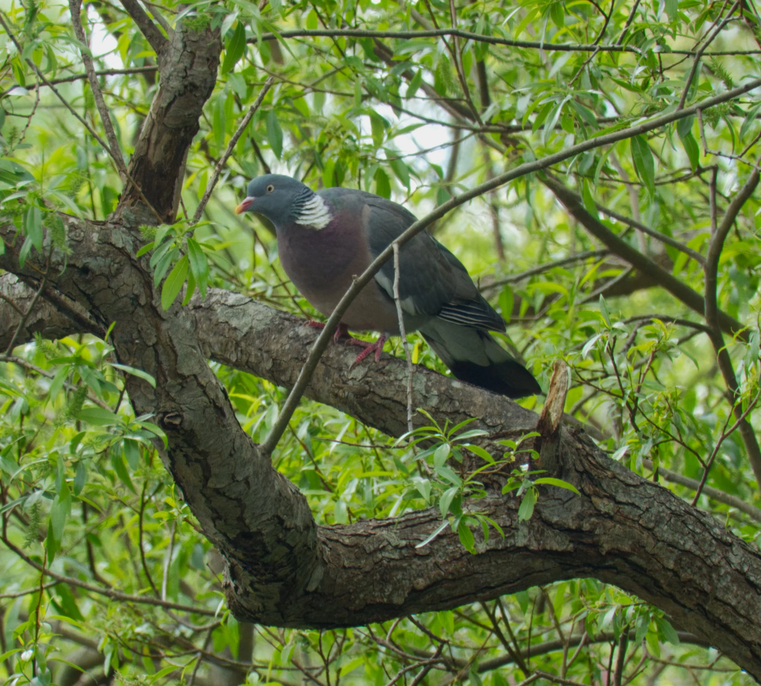 St. Stephen's Green Wood Pigeon, Dublin, Ireland
