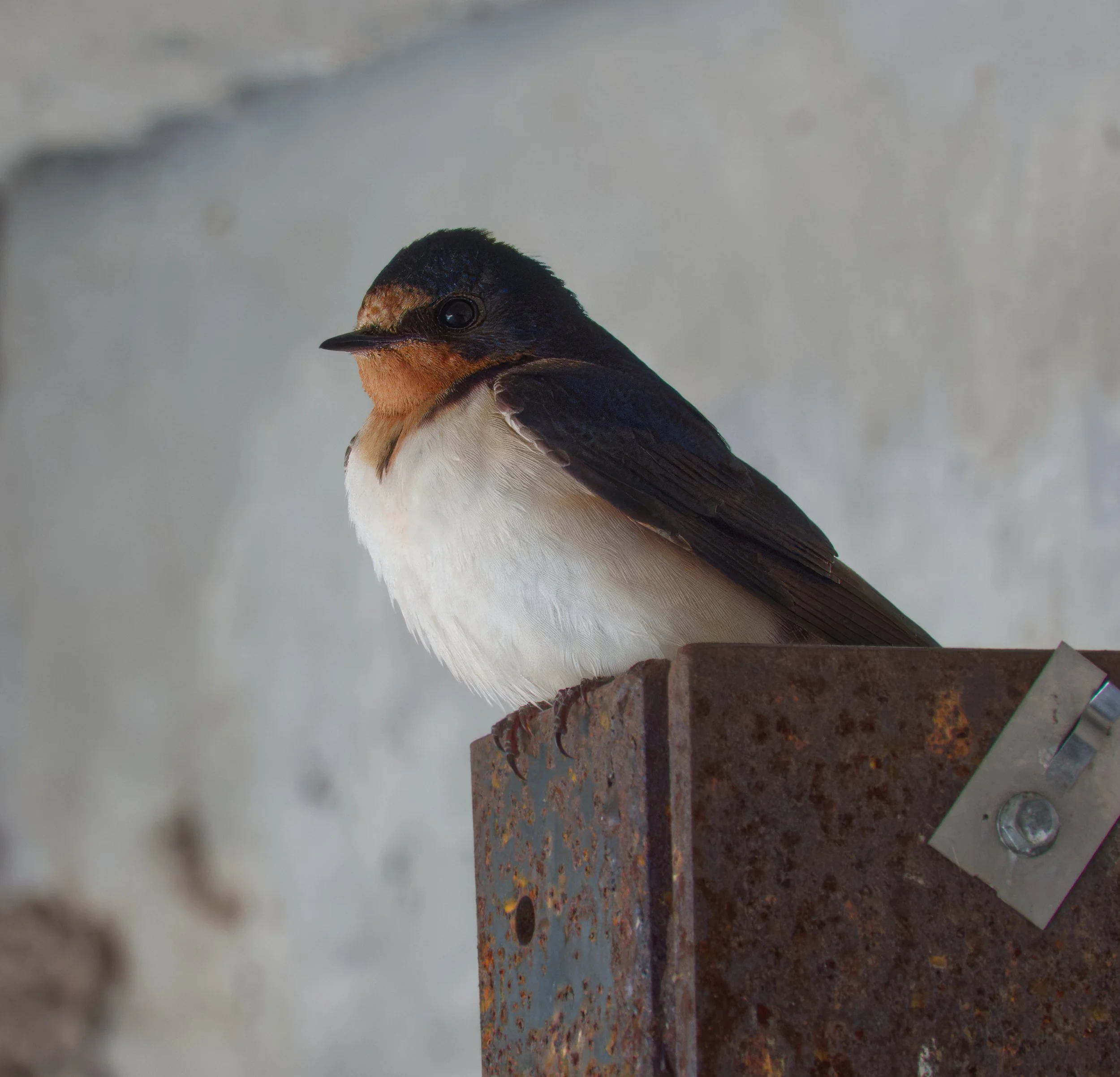 Barn Swallow, Tommy Thompson Park, Toronto