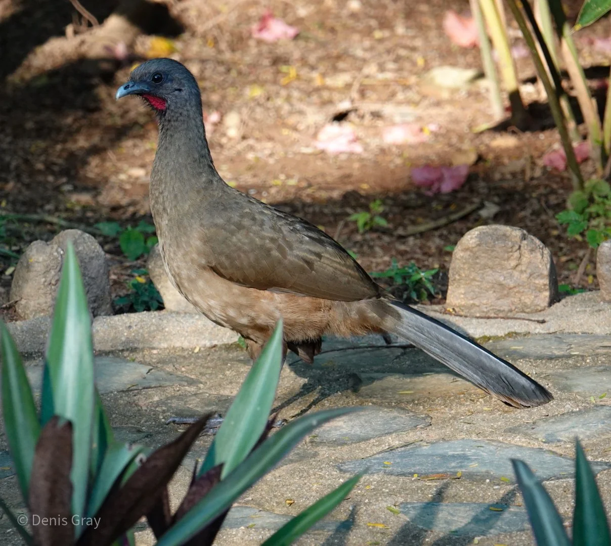 Rufous-vented Chachalaca, Hopkins, Belize