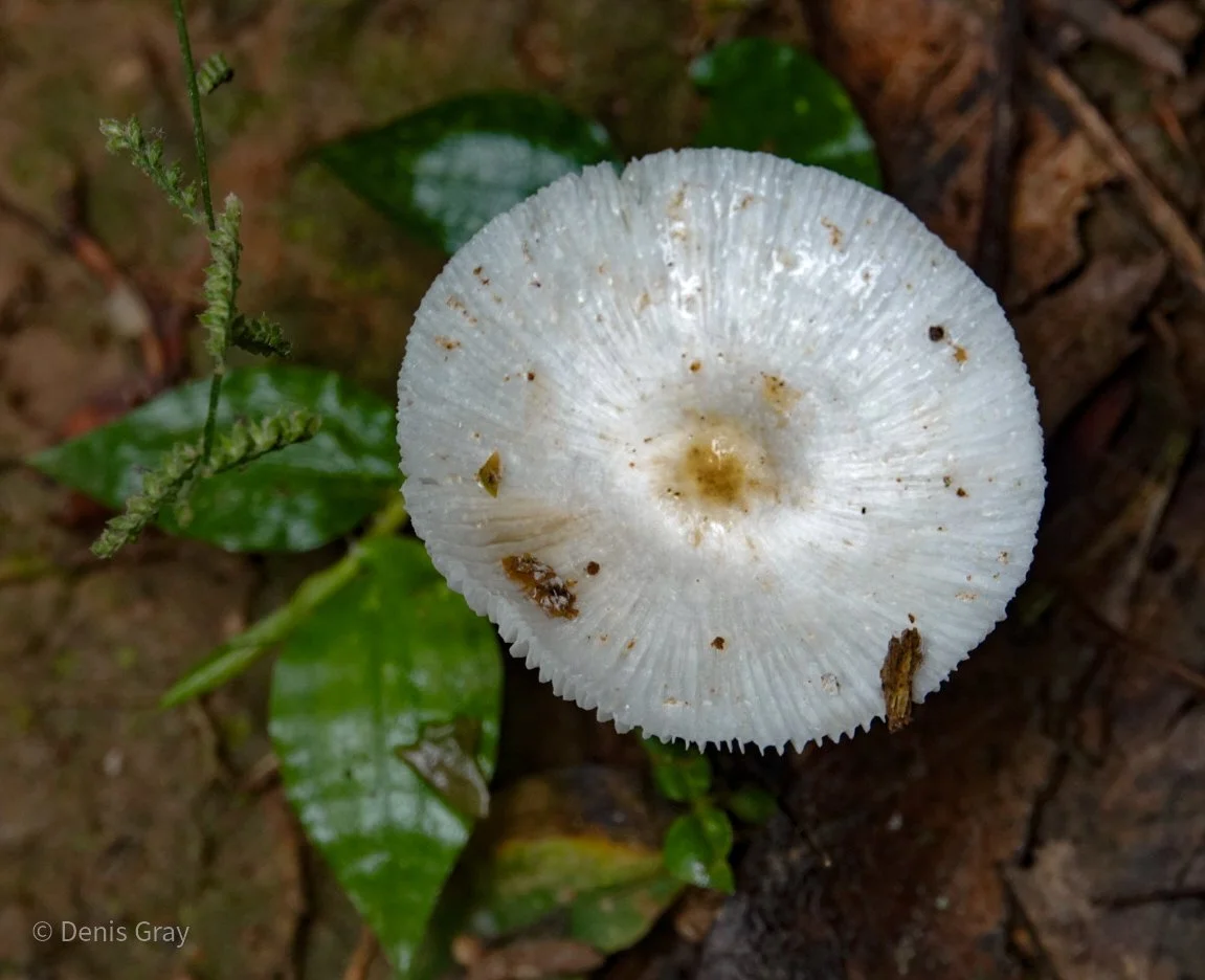 The delightfully named Skullcap Dapperling, Leucocoprinus brebissonii, Western Belize