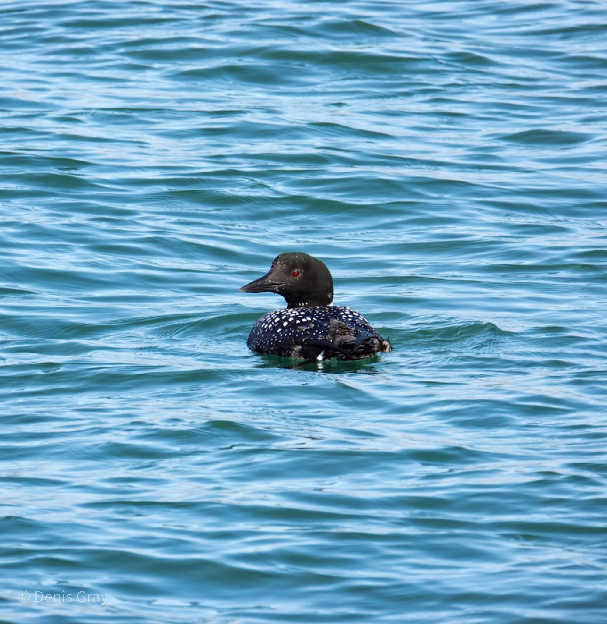 Loon