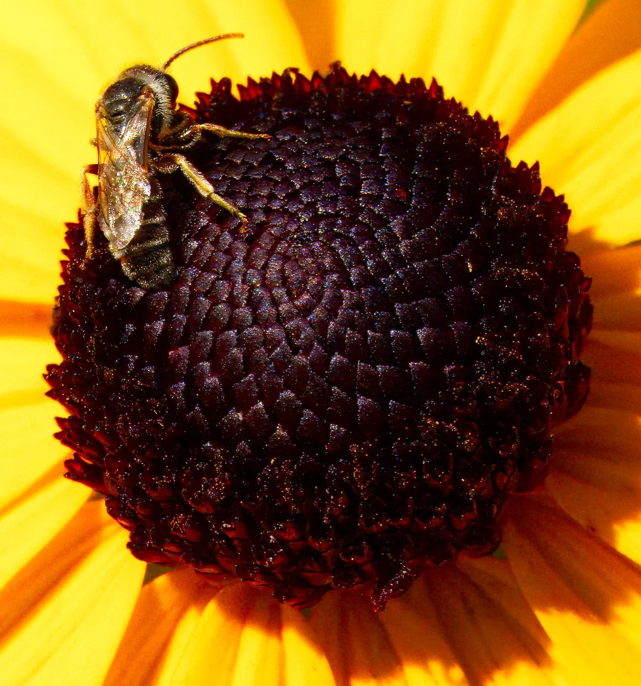 A type of Sweat Bee