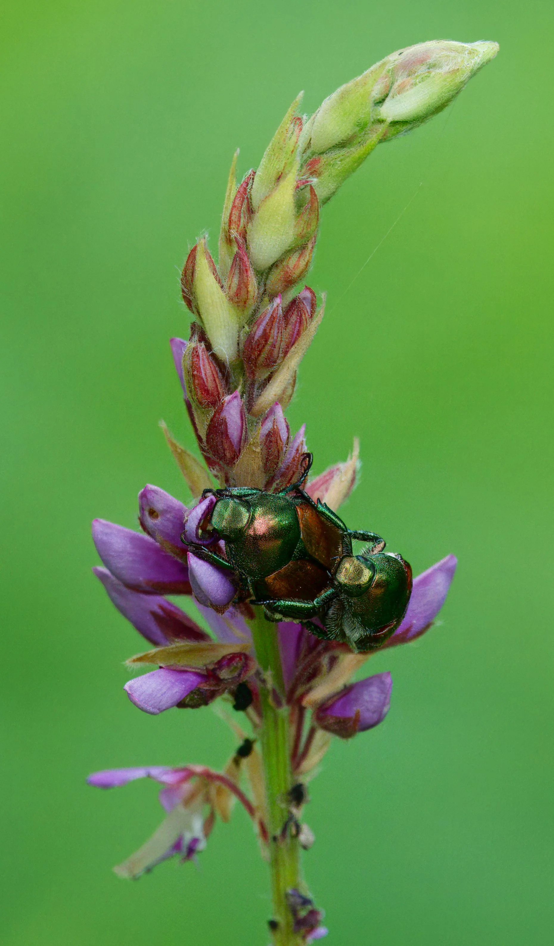 Invasive Japanese Beetle on Purple Milkvetch