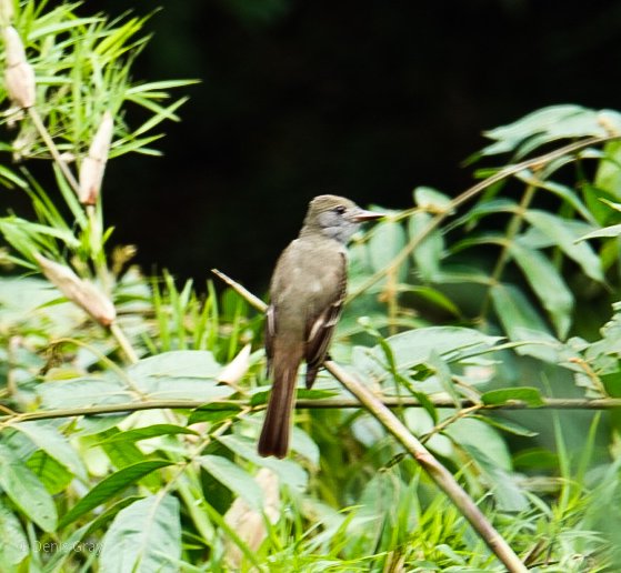 Great Crested Flycatcher, Western Belize