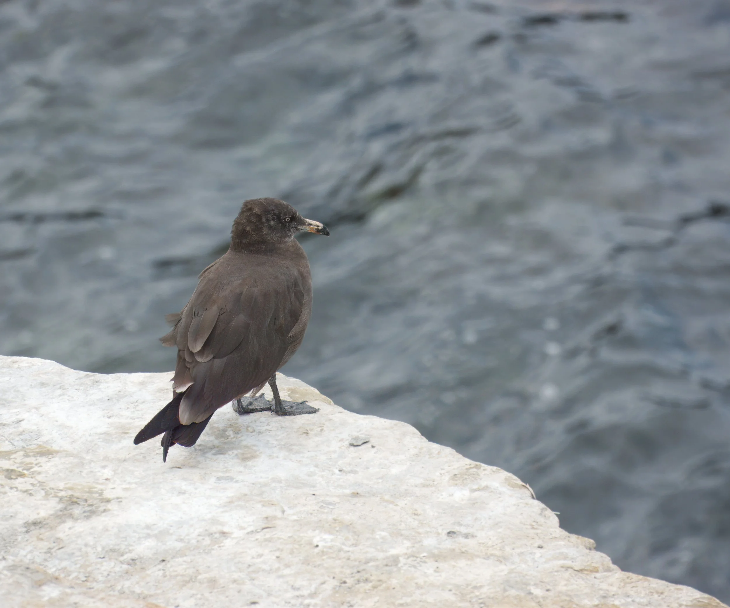 Heermann's Gull (immature), La Jolla