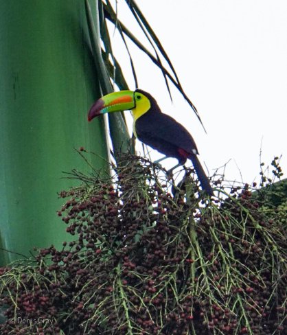 Keel-billed Toucan, Western Belize