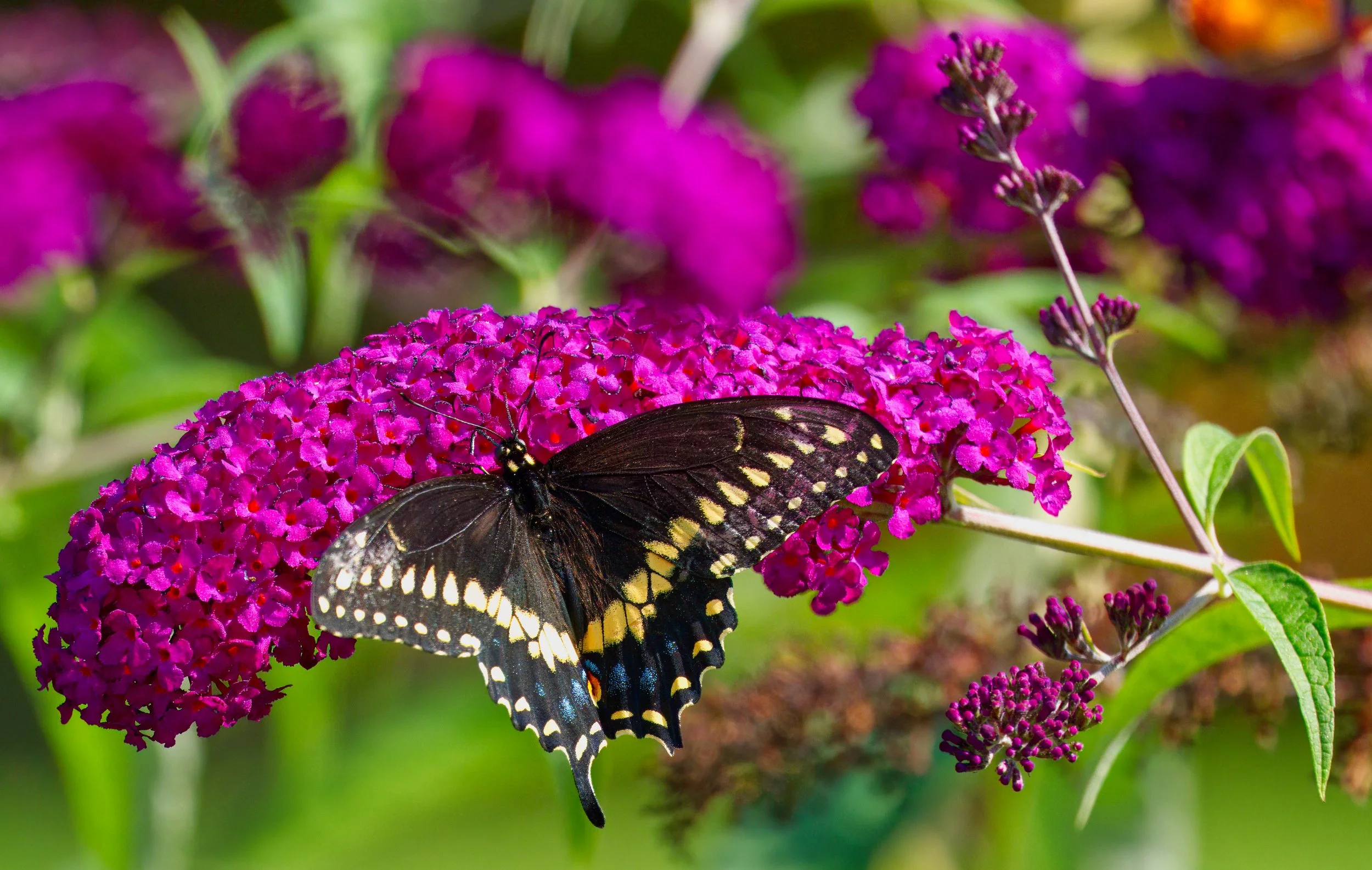 Swallowtail