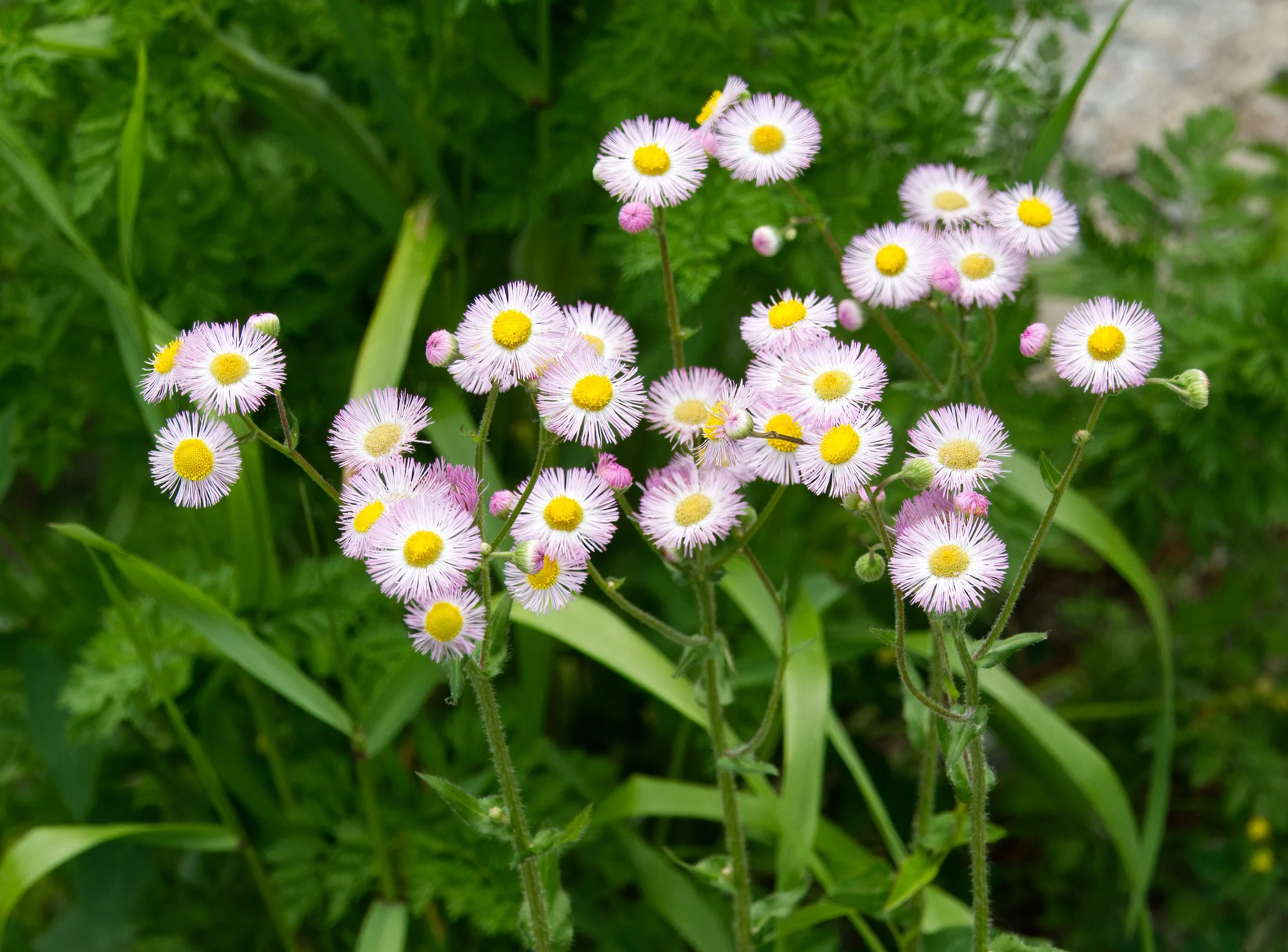 Philadelphia fleabane, Vale of Avoca, Toronto