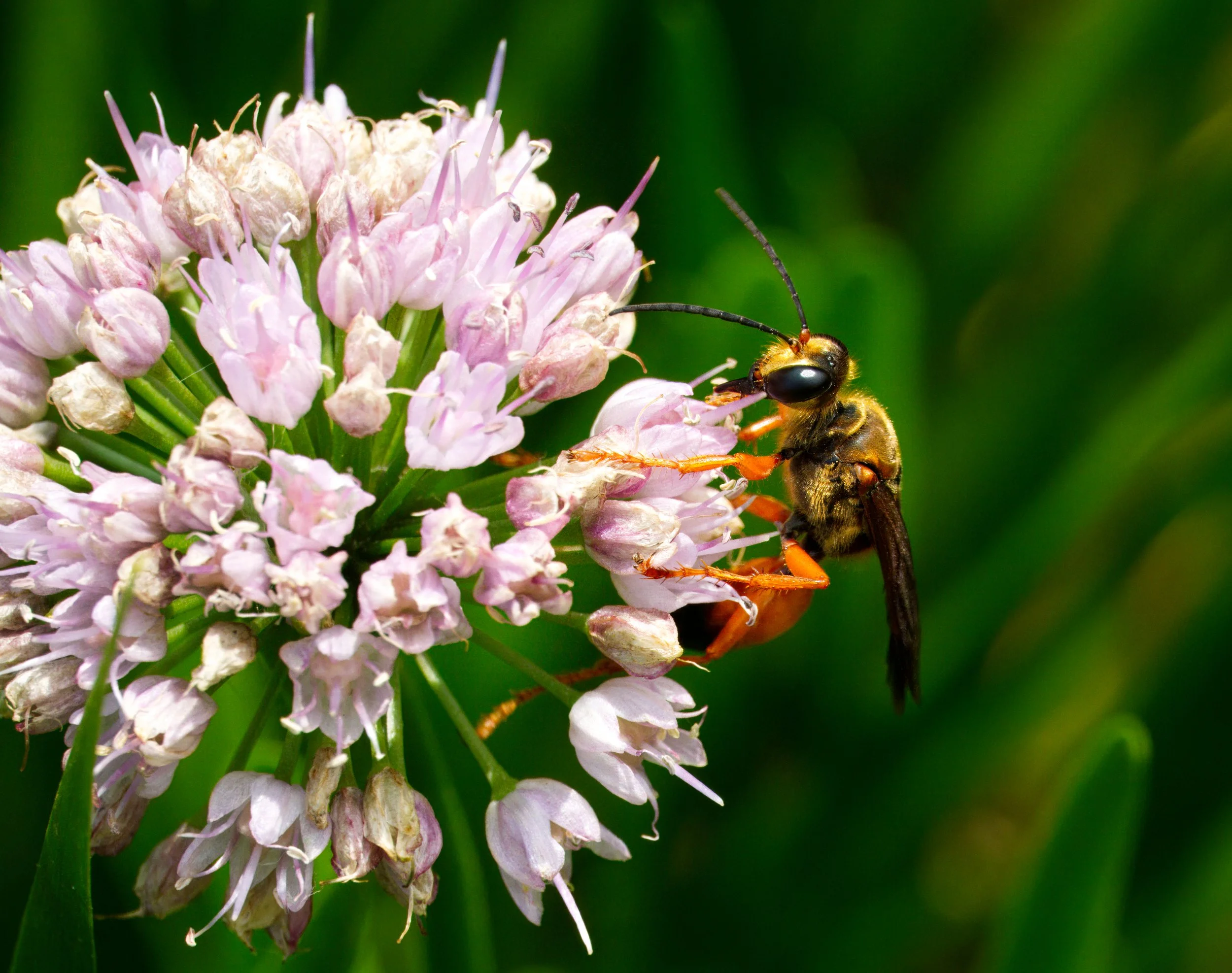 Great Golden Digger Wasp