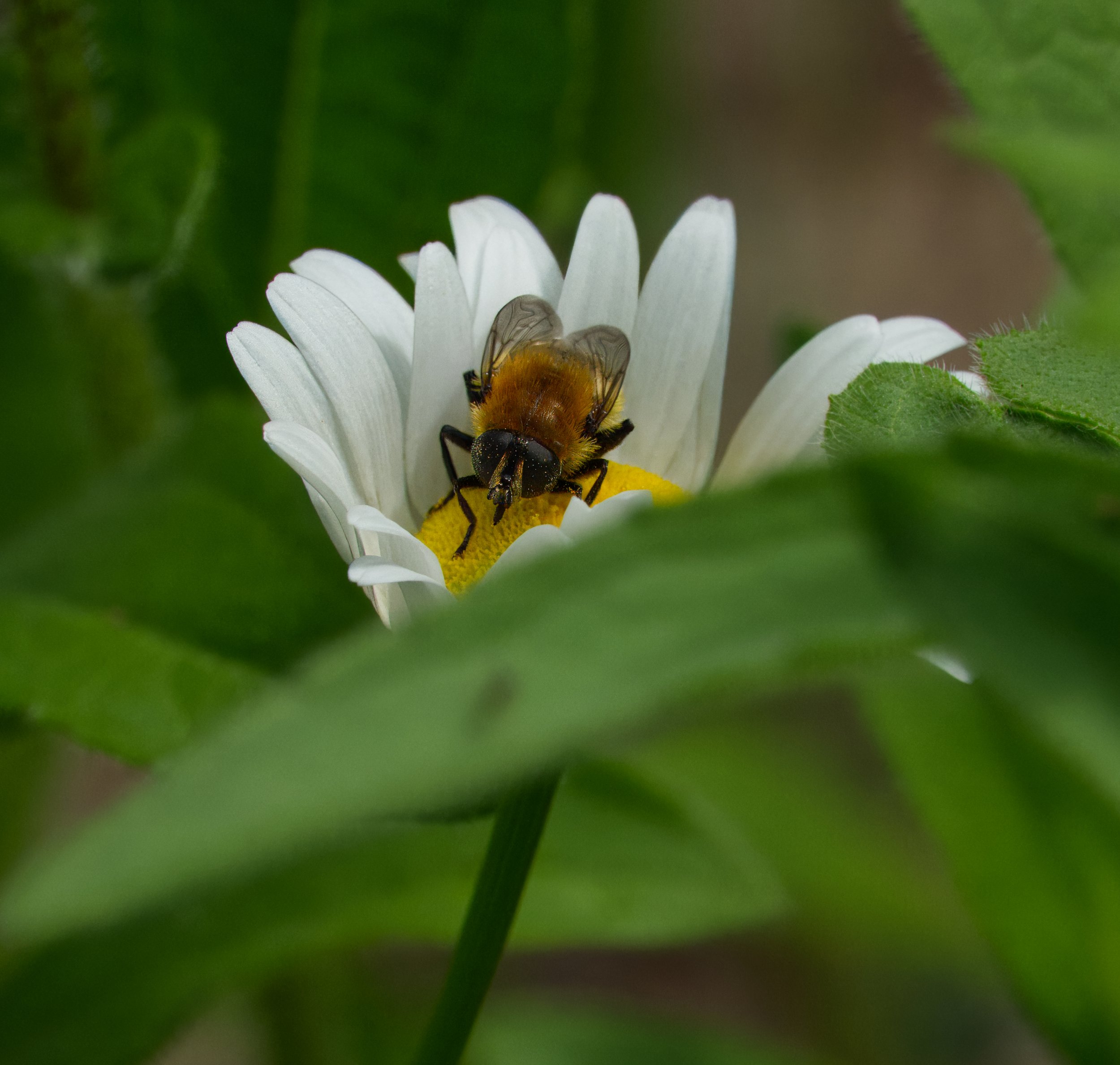 Narcissus Bulb Fly