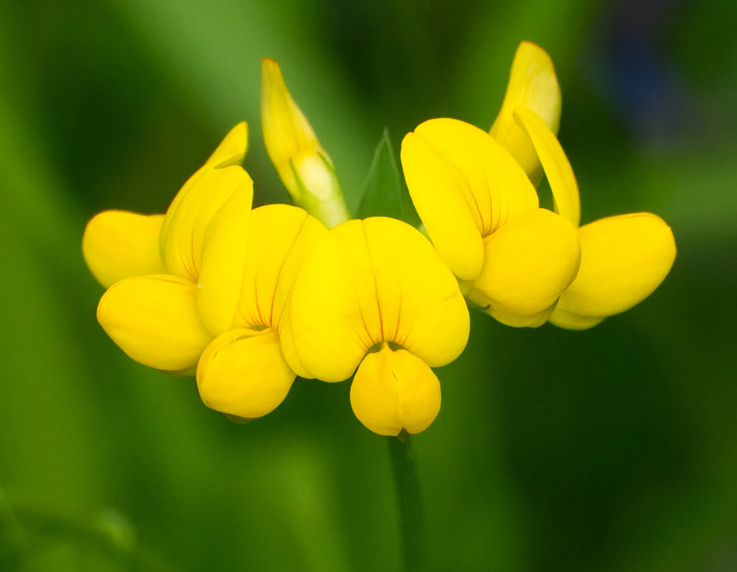 Bird's-foot Trefoil