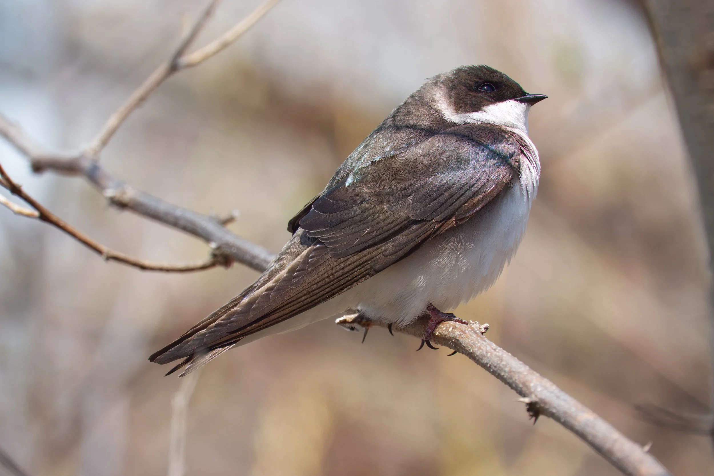 Tree Swallow, Tommy Thompson Park, Toronto