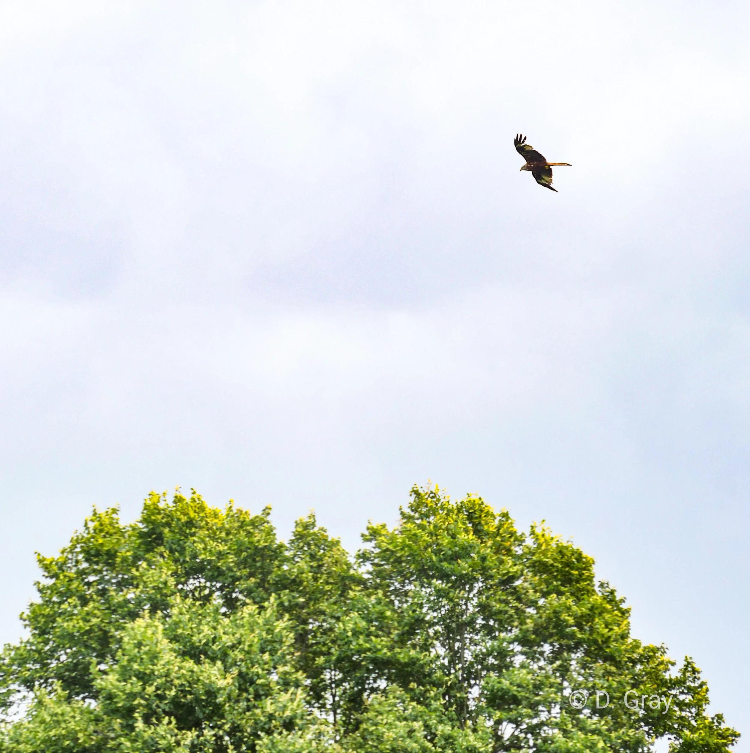 Red-Tailed Kite, Oxford, England