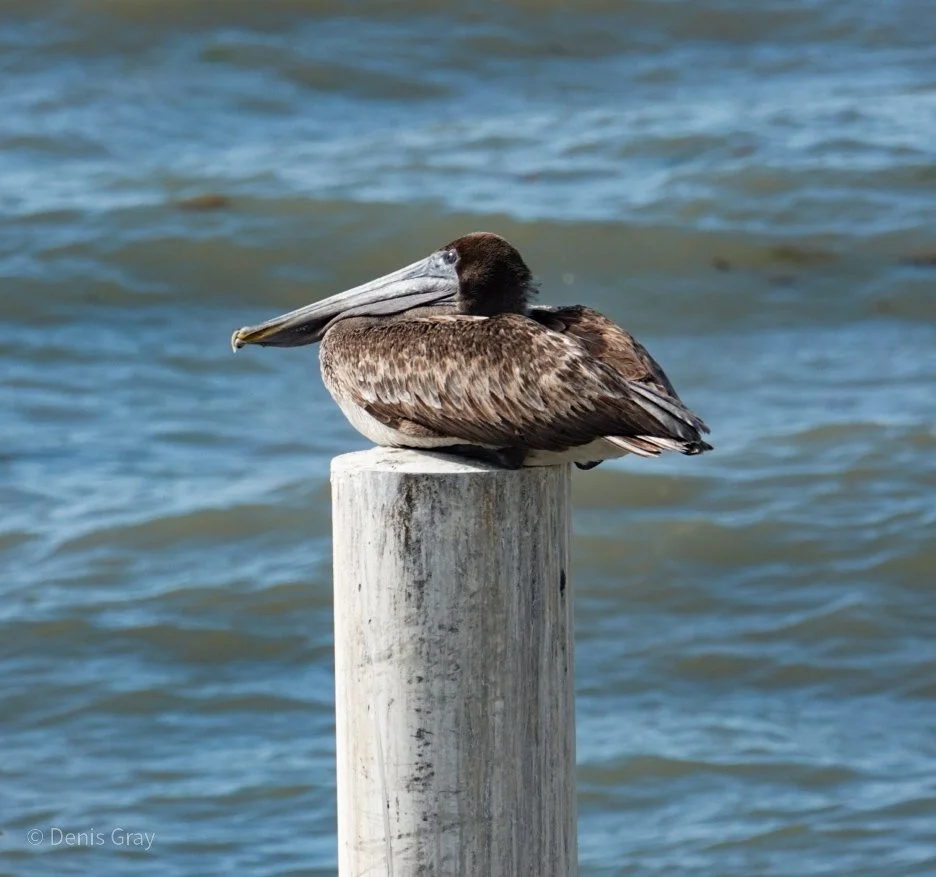 Brown Pelican, Belize City, Belize