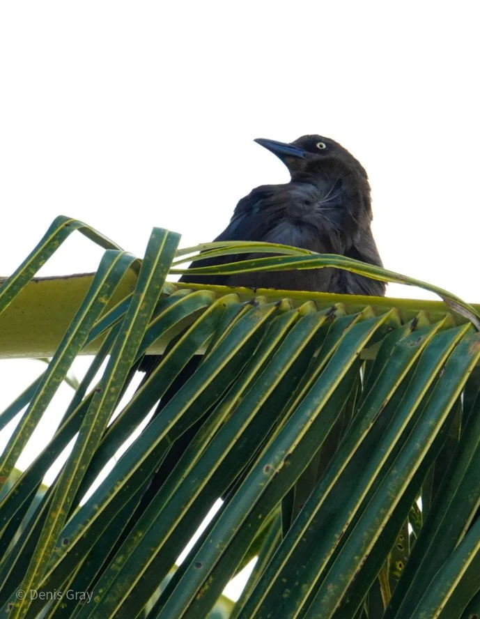 Great-tailed Grackle, Belize City, Belize