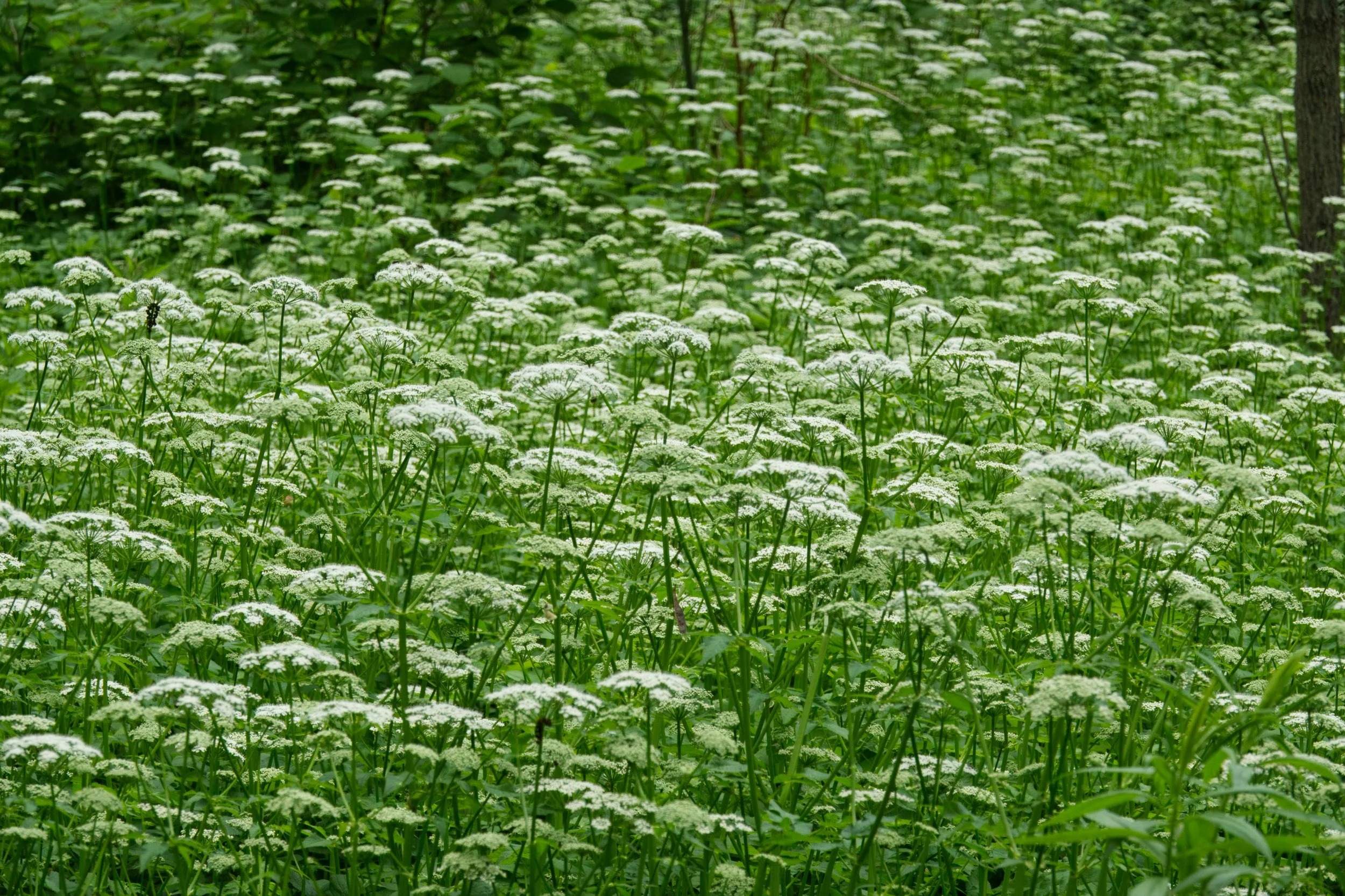 Ground Elder, Vale of Avoca, Toronto