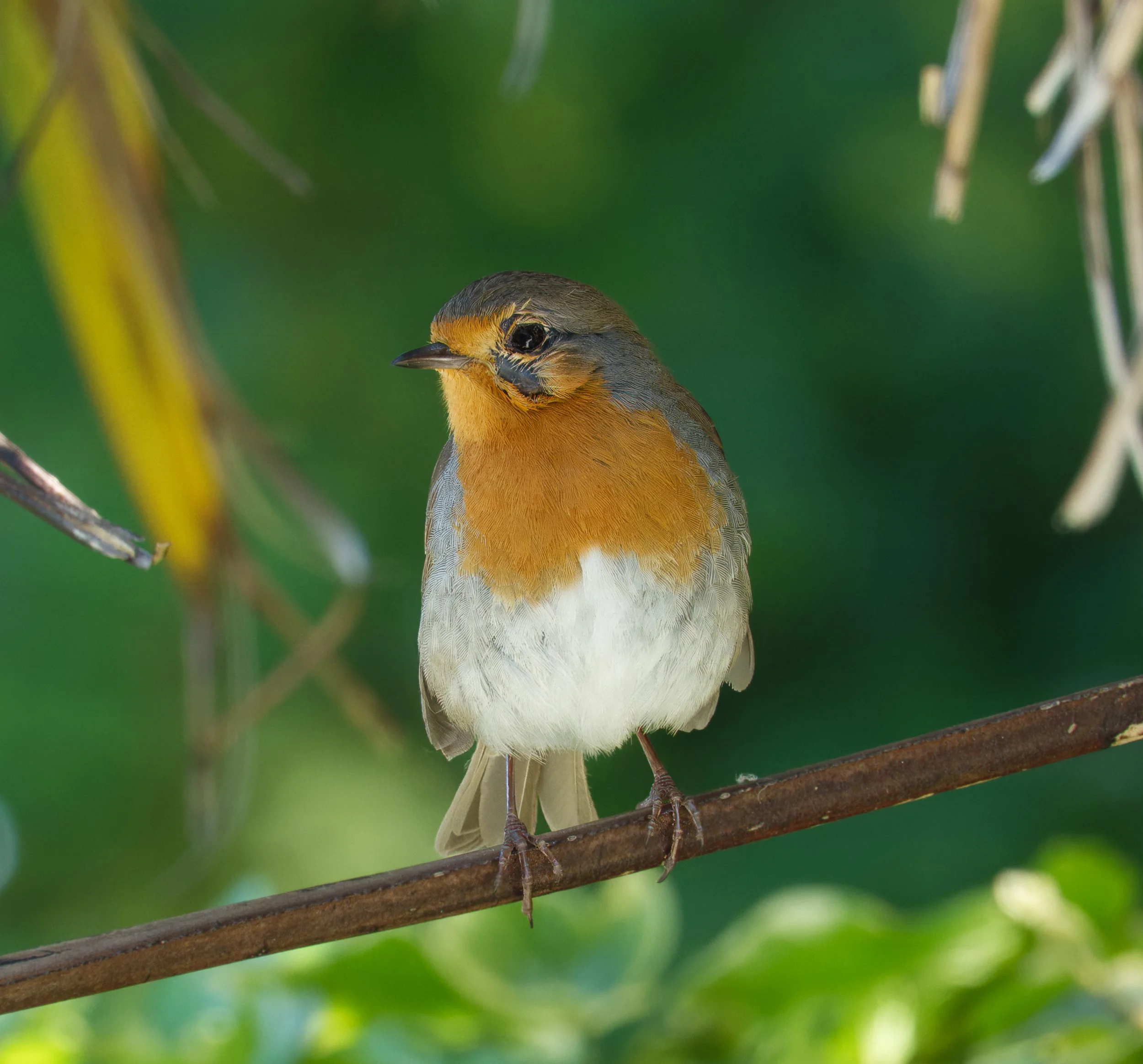 Eurasian Robin, Obelisk Walk, Blackrock, Dublin