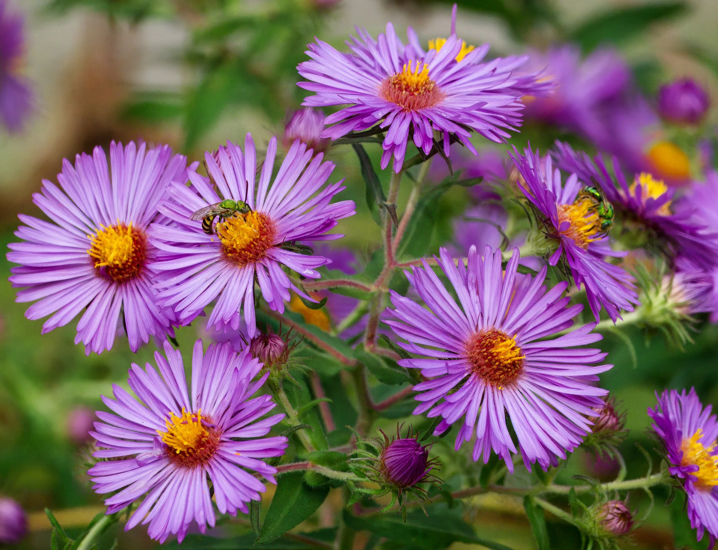 A Sweat Bee foraging on Asters