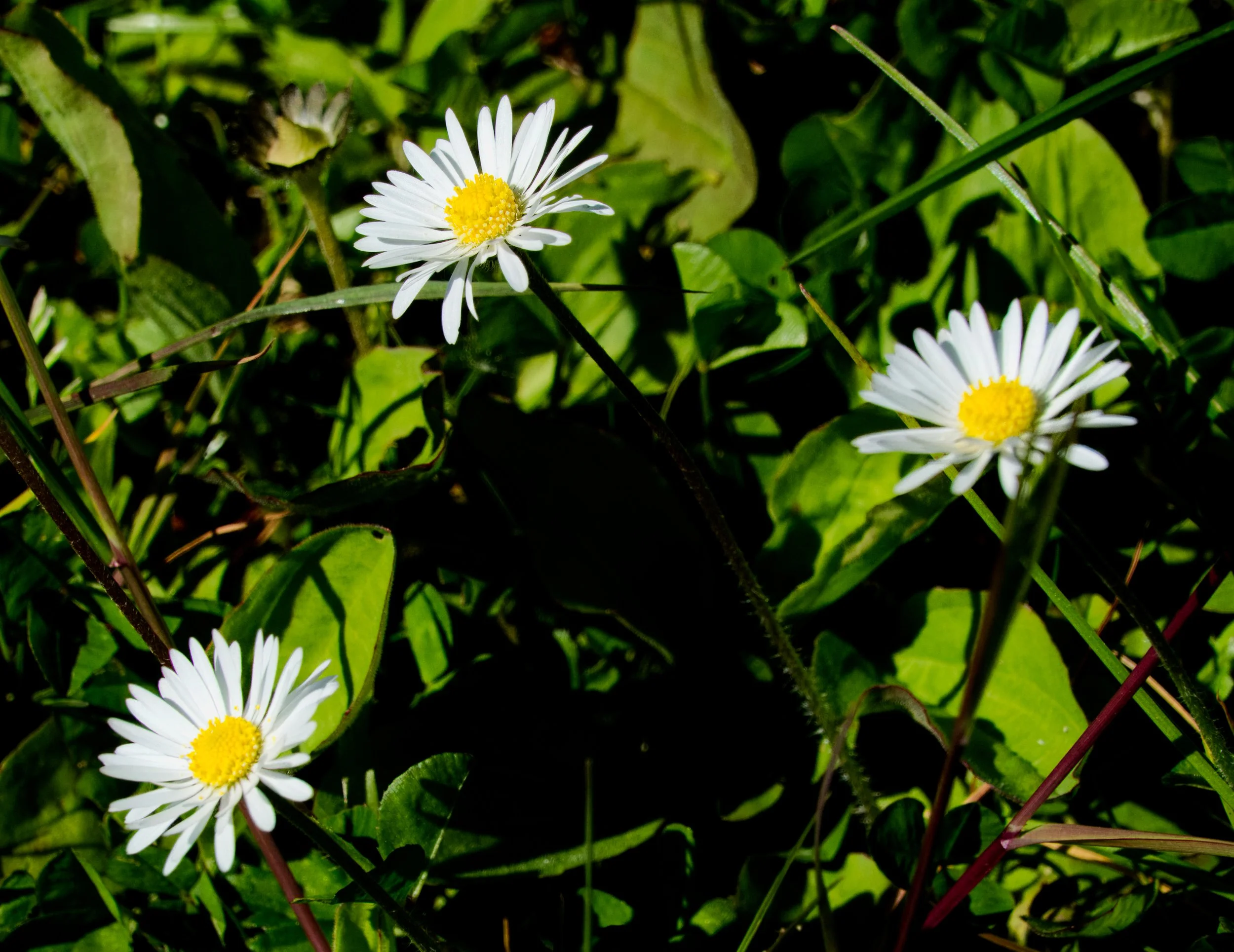 Daisies, Petitswood, Mullingar, Ireland