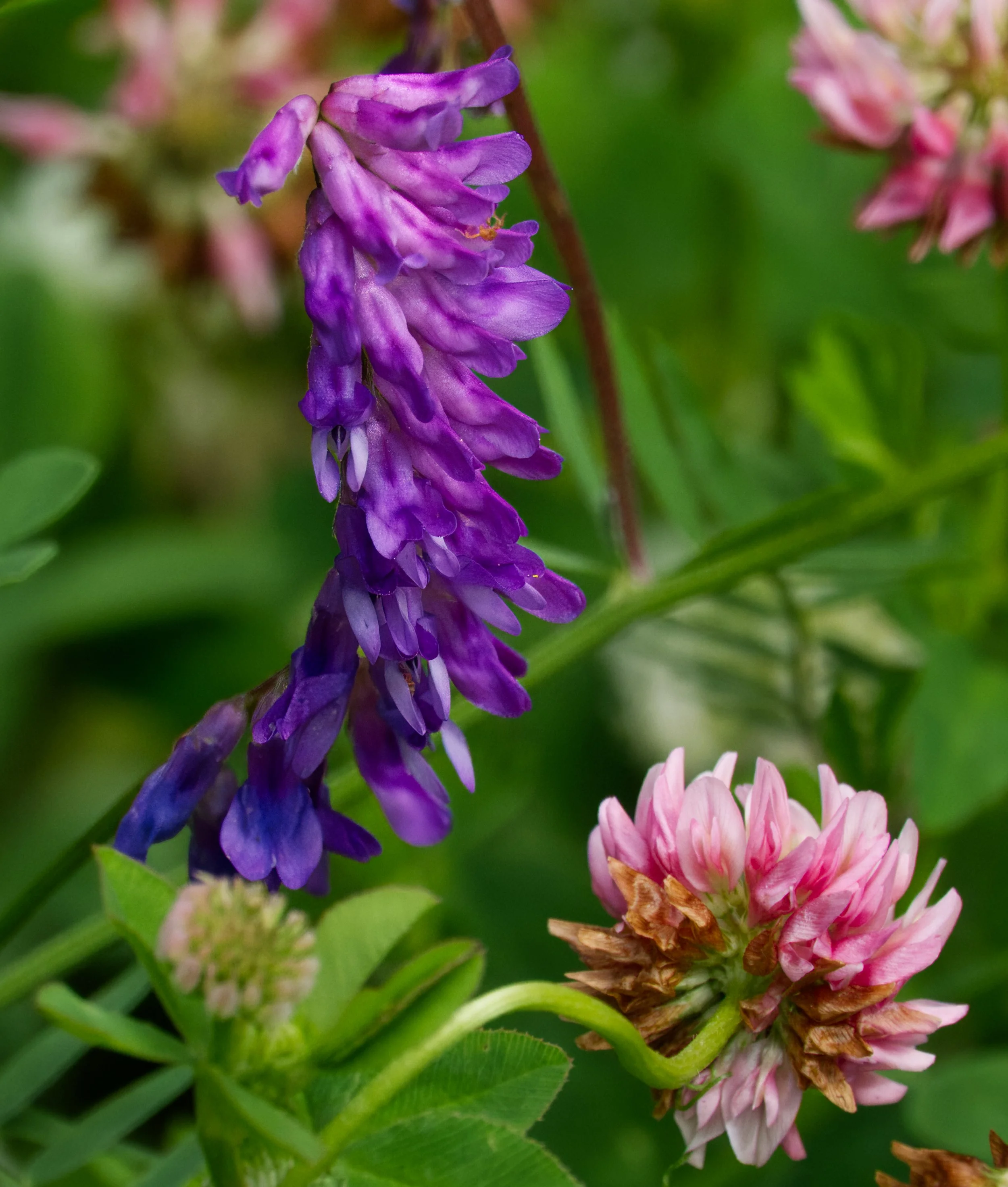 Tufted Vetch and Alsike Clover 