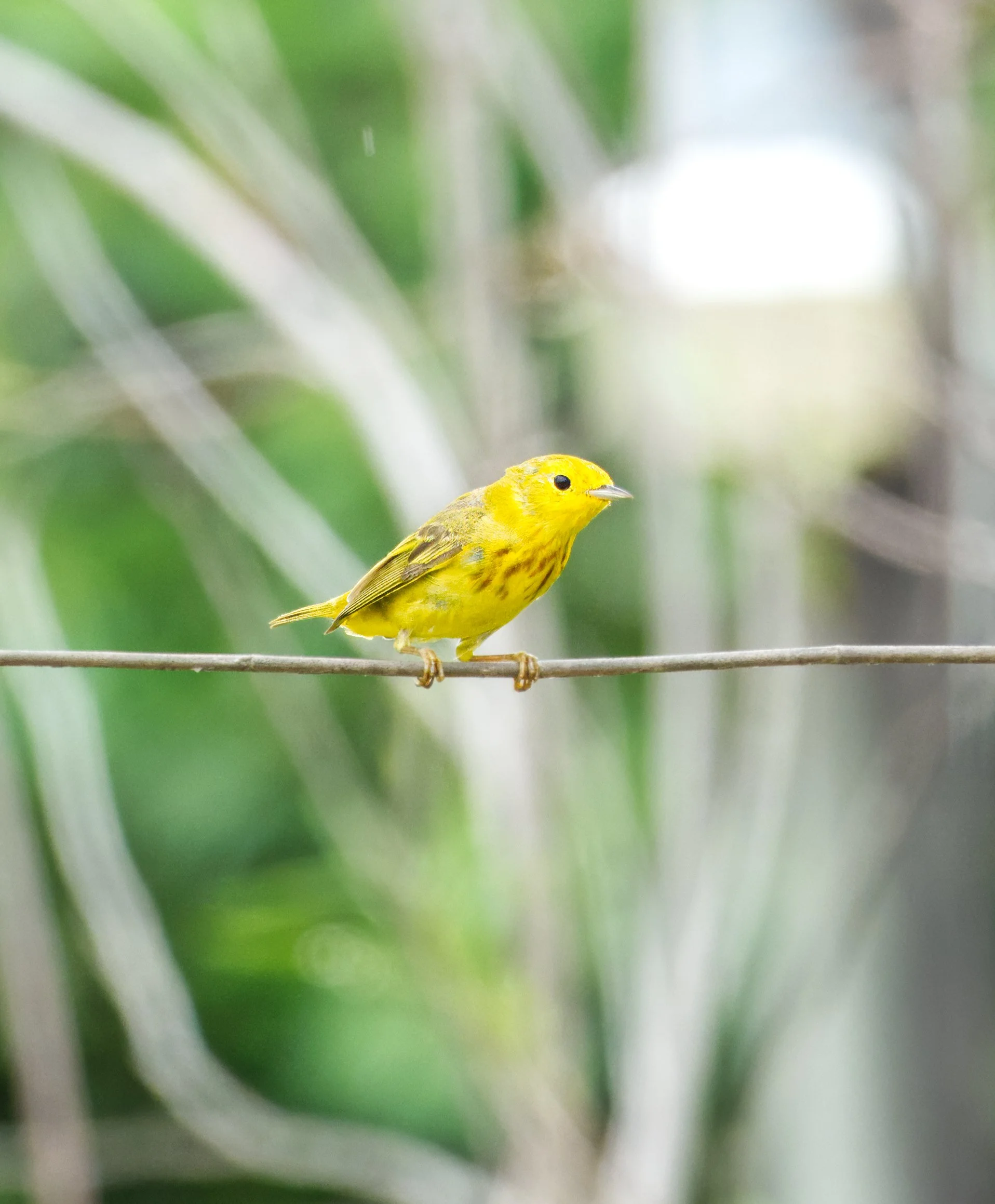 Yellow Warbler, Hopkins, Belize
