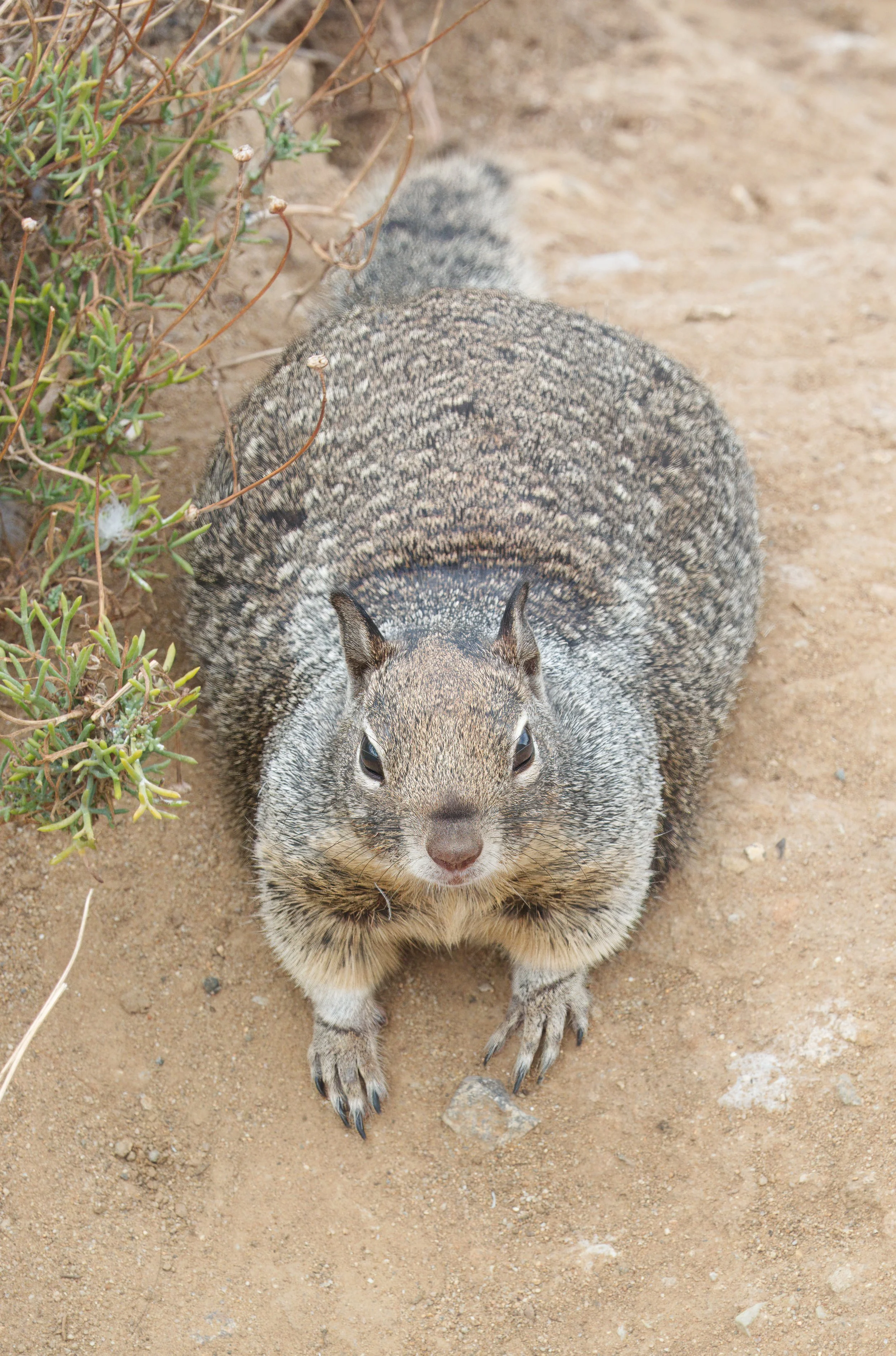 California ground squirrel, La Jolla, Southern California