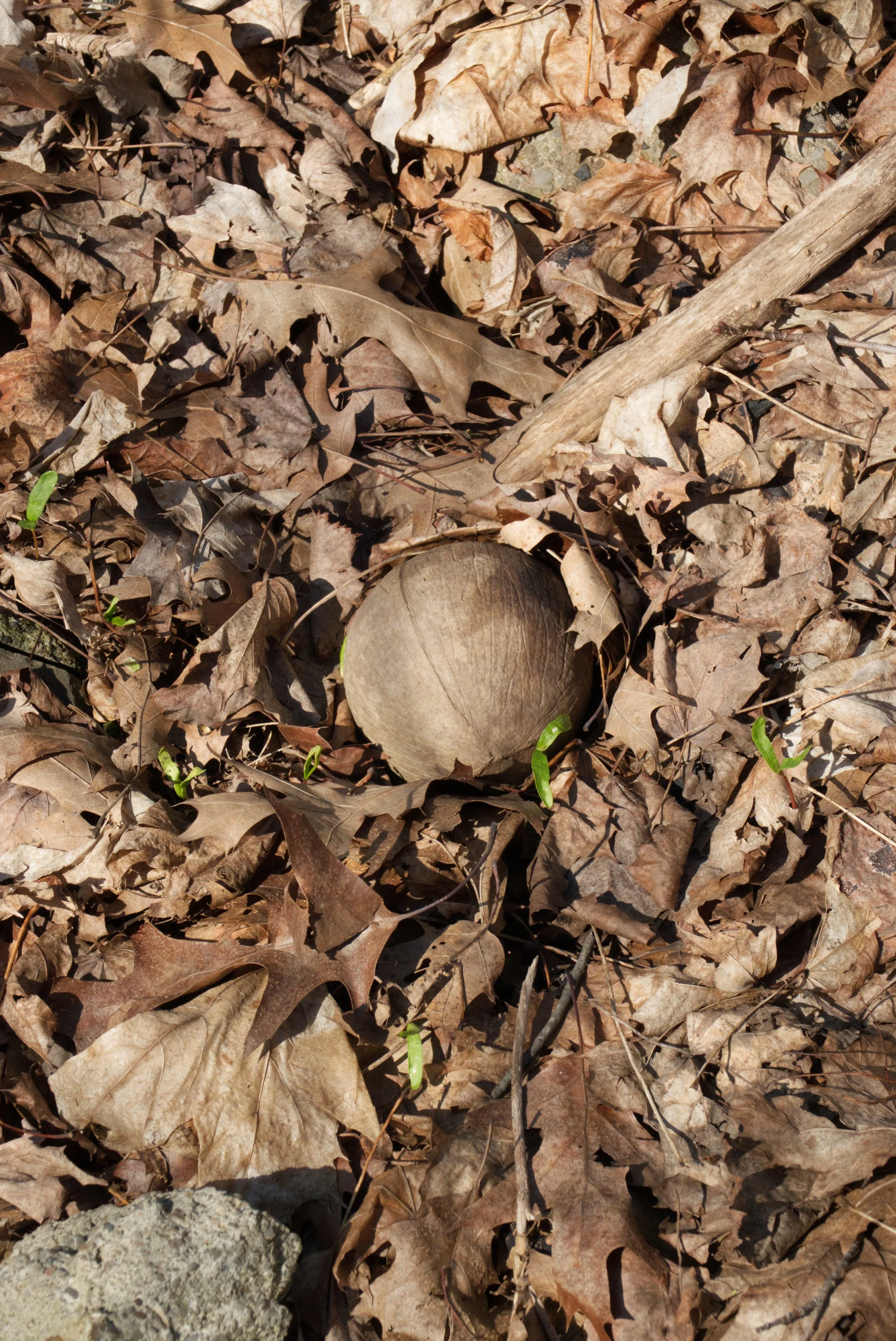 Yes, it's a Coconut........Yellow Creek Ravine, Toronto