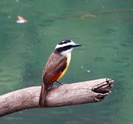 Great Kiskadee, Western Belize