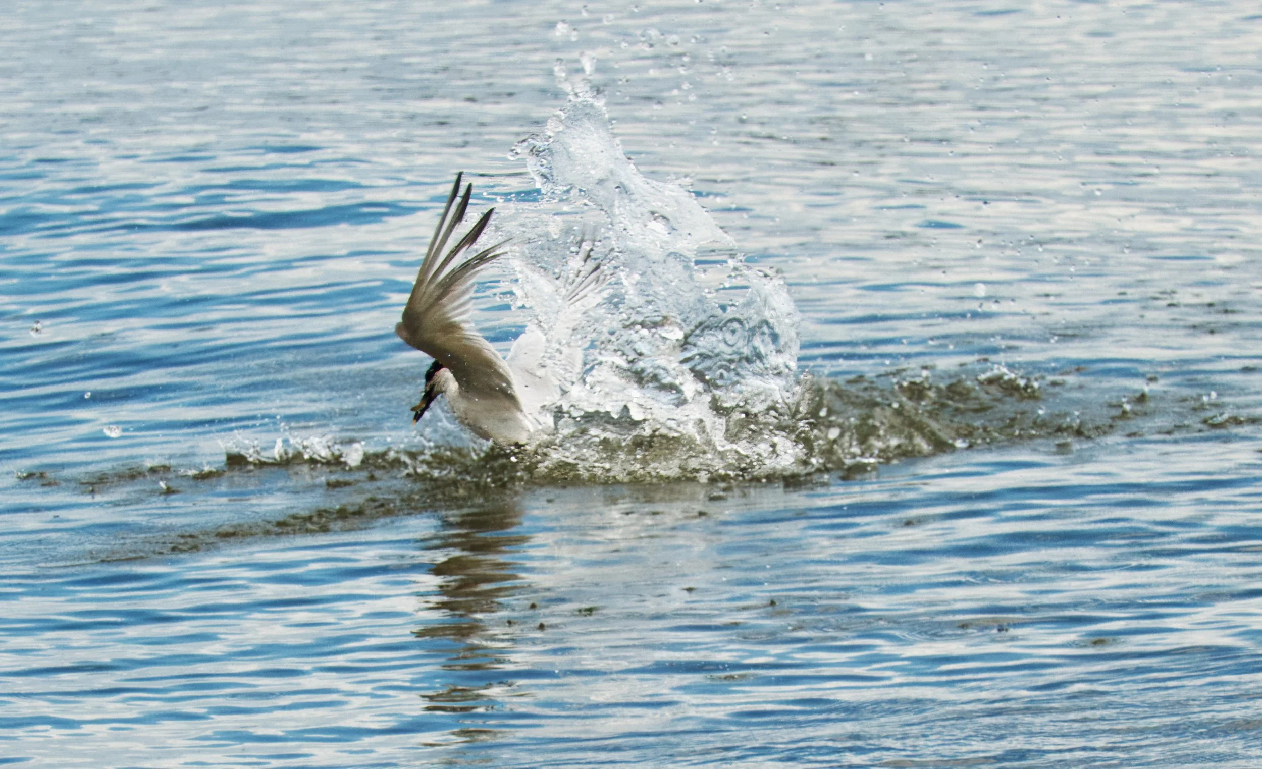 Sandwich Tern and its catch, Hopkins, Belize