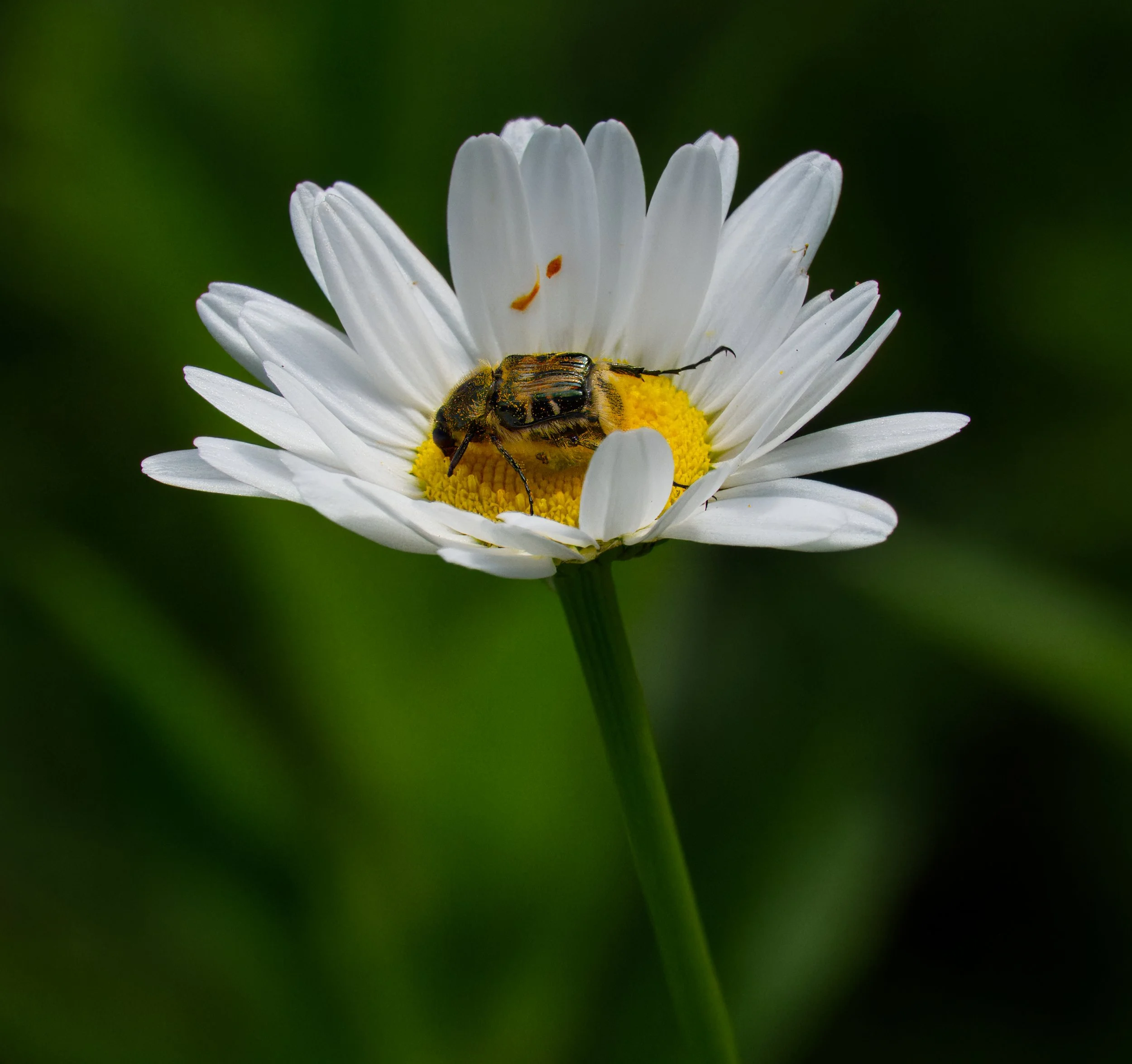 Hairy Flower Scarab Beetle