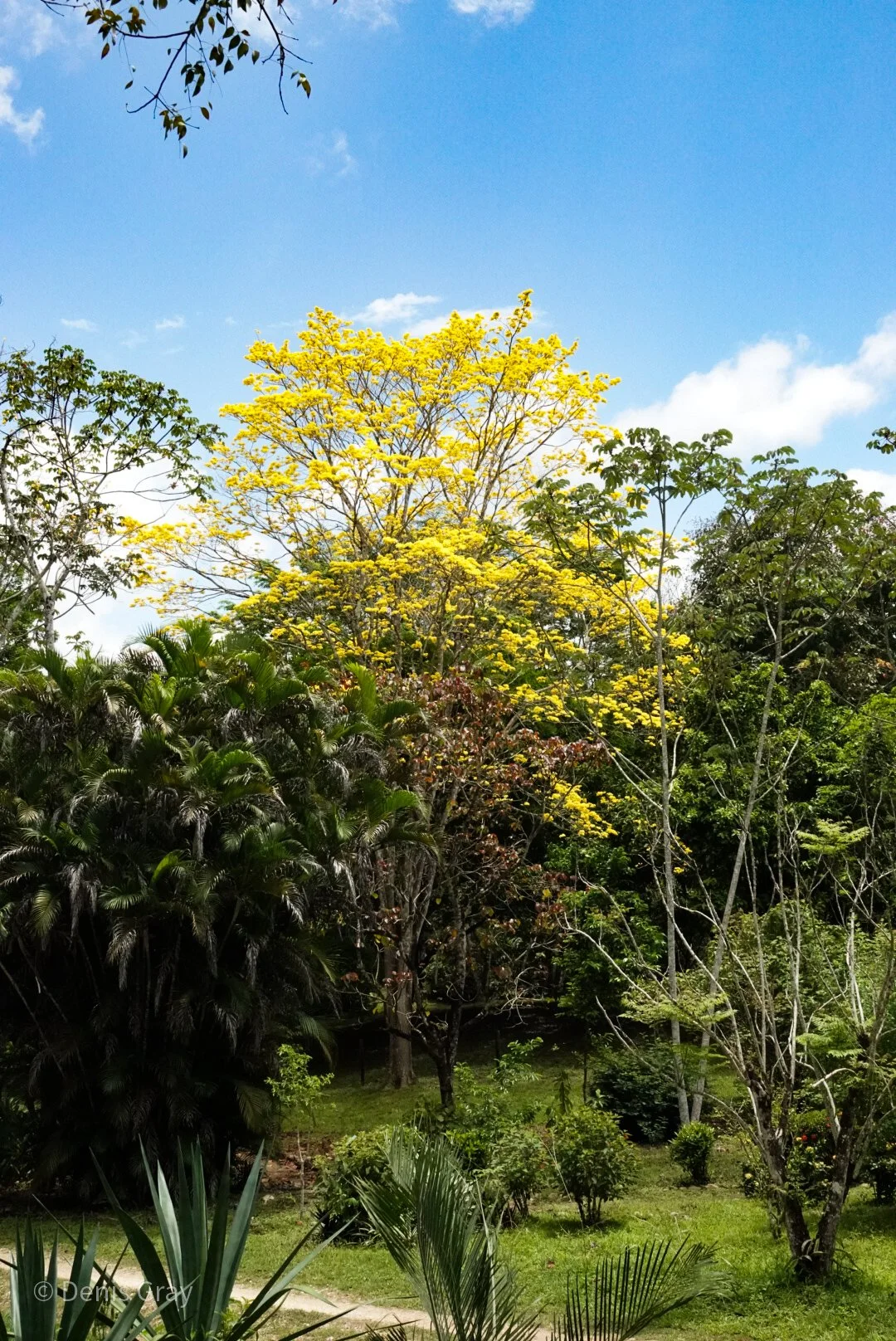 Golden Trumpet Tree, Belize Botanic Garden, Western Belize
