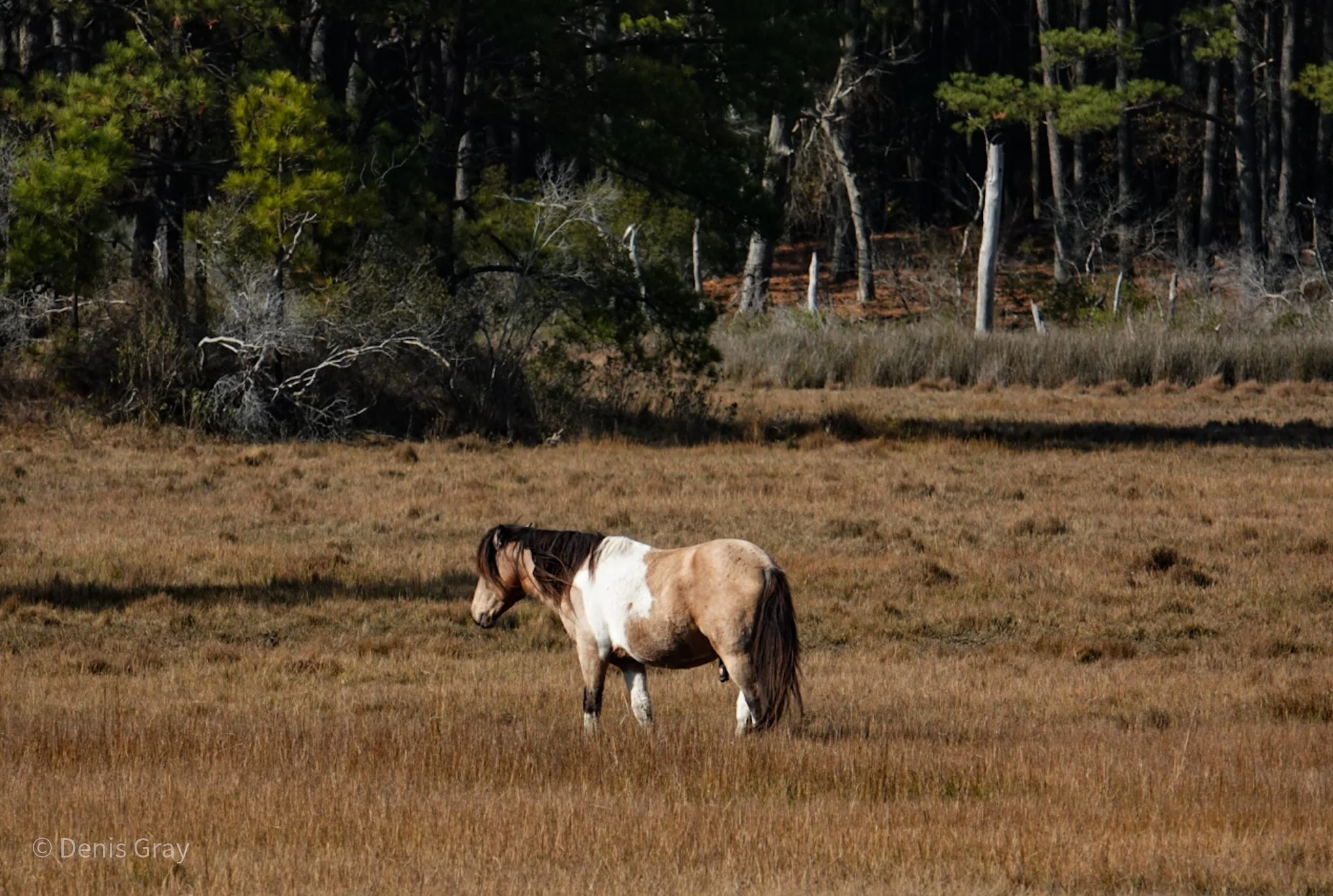 The Old Stallion, Chincoteague Pony, Chincoteague, Va