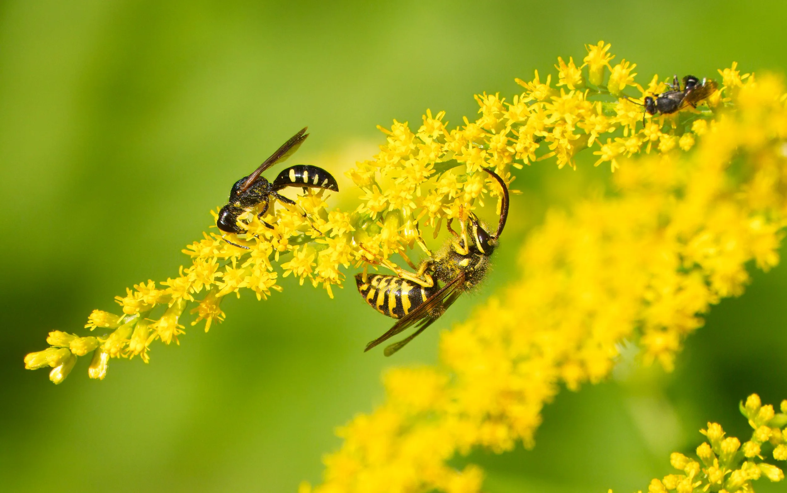 A Square-headed Wasp (Solitary) and a Yellow Jacket on Goldenrod