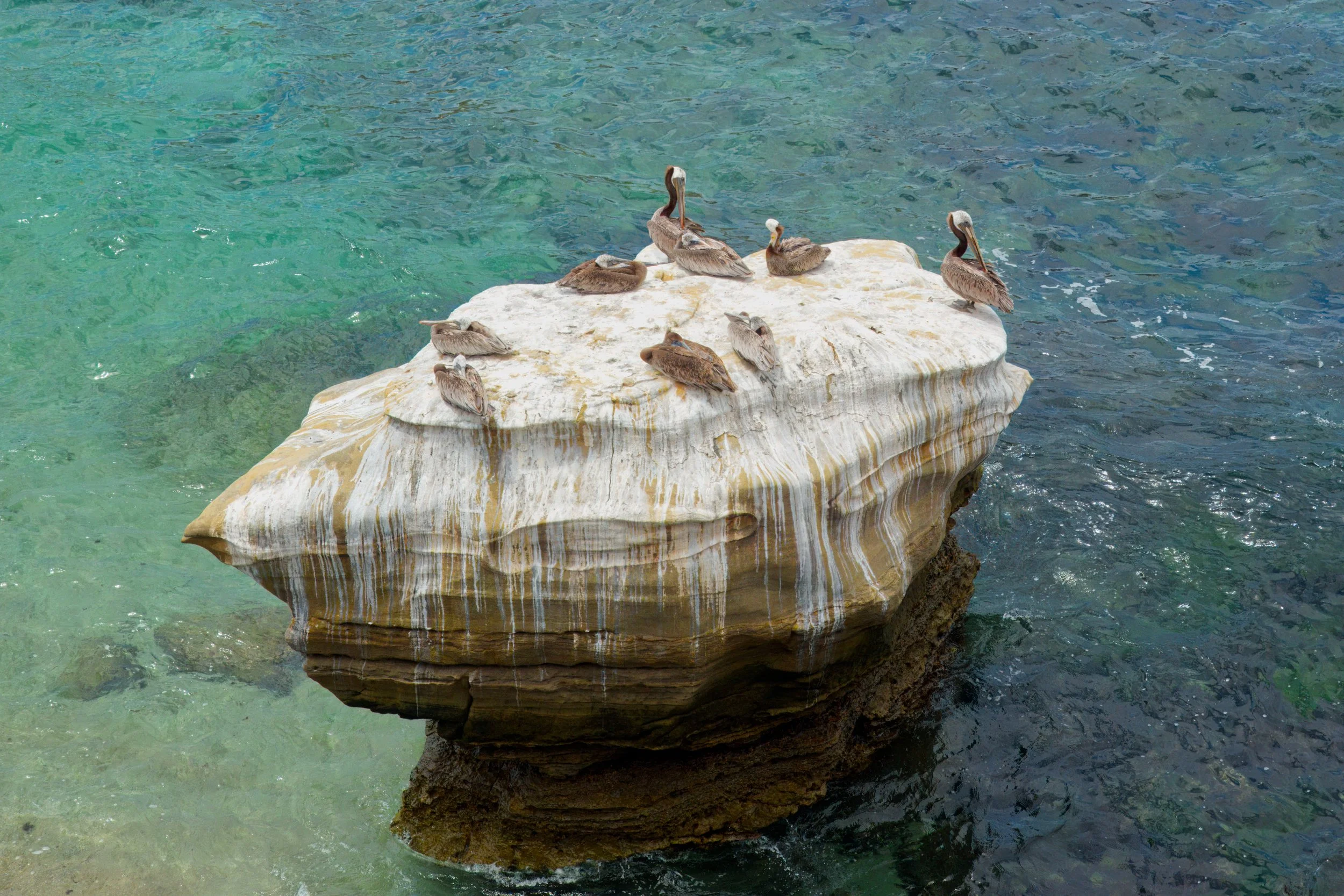 Brown Pelicans resting, La Jolla, Southern California