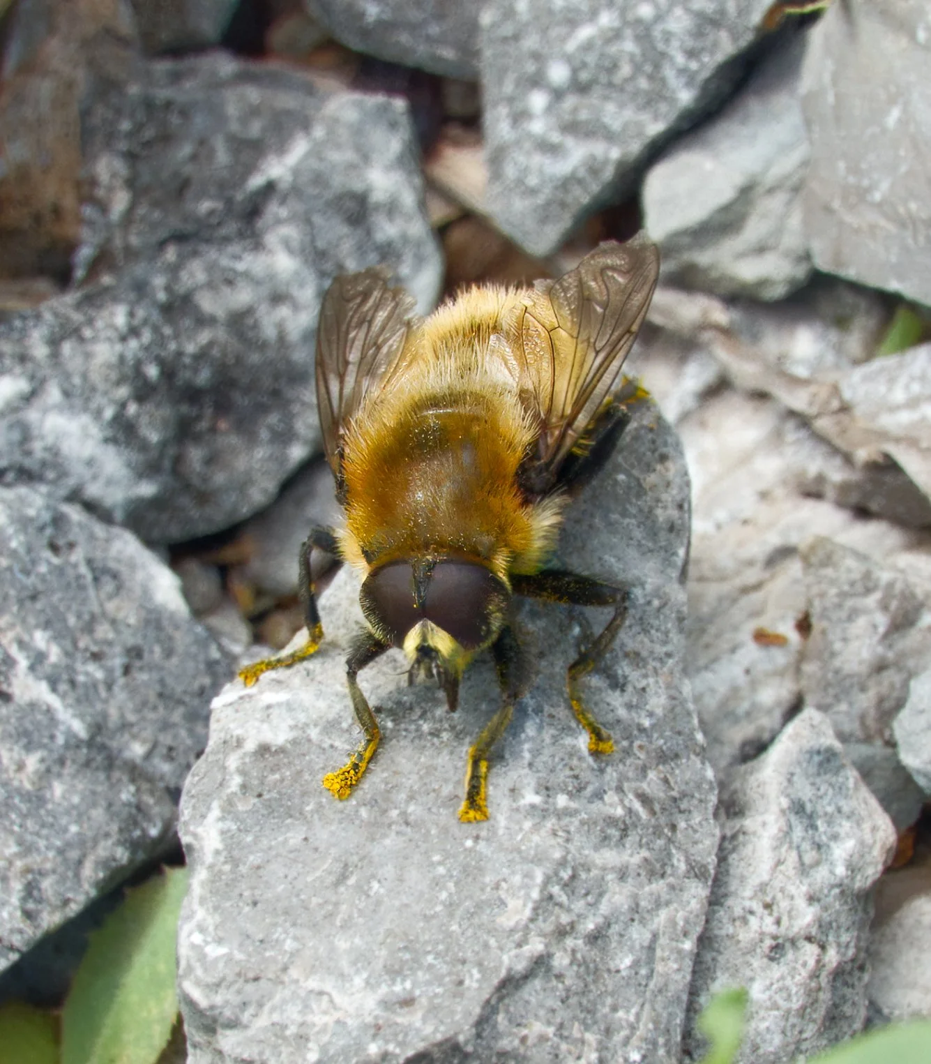 Narcissus Bulb Fly