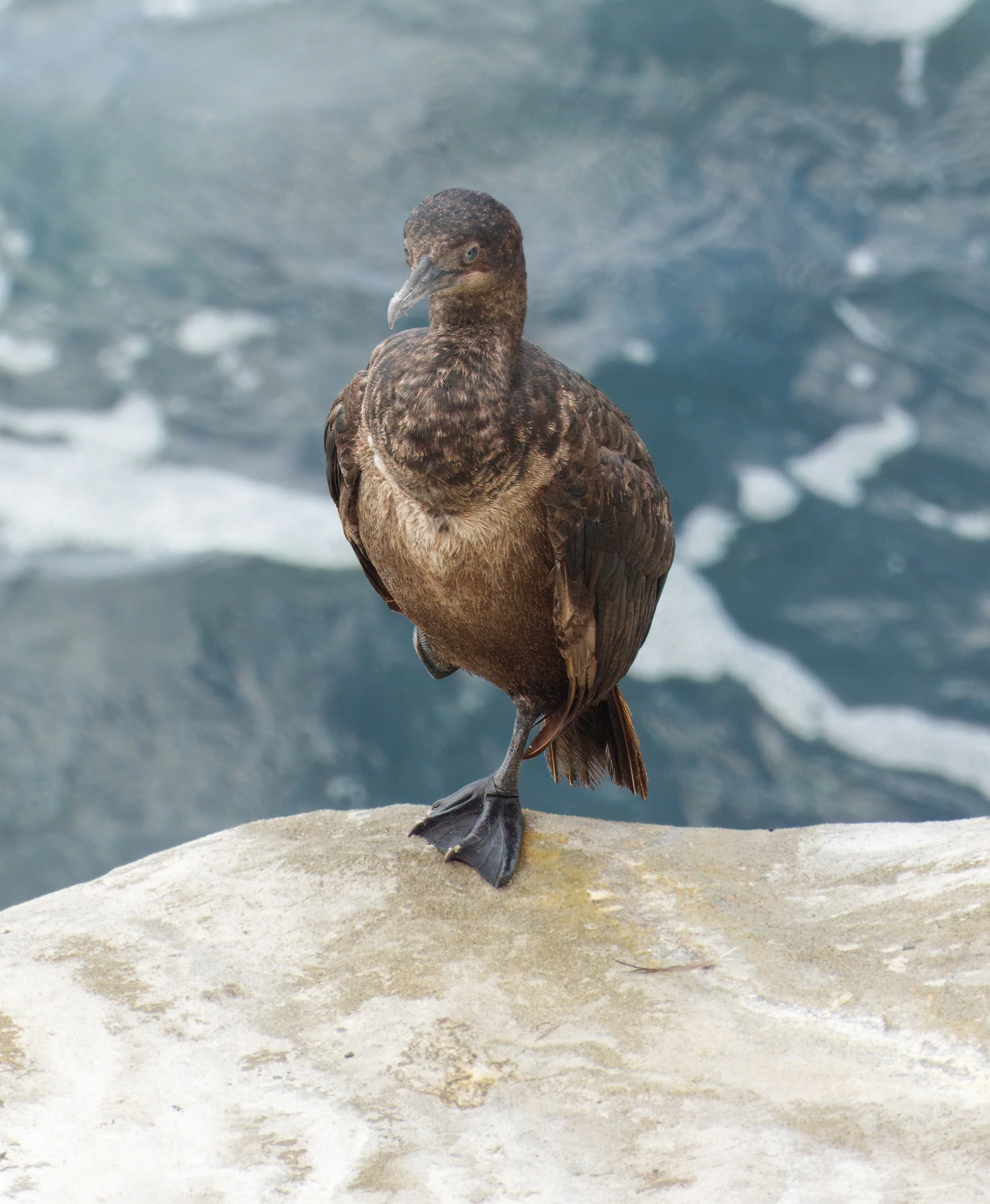 Juvenile Brandt's Cormorant, La Jolla