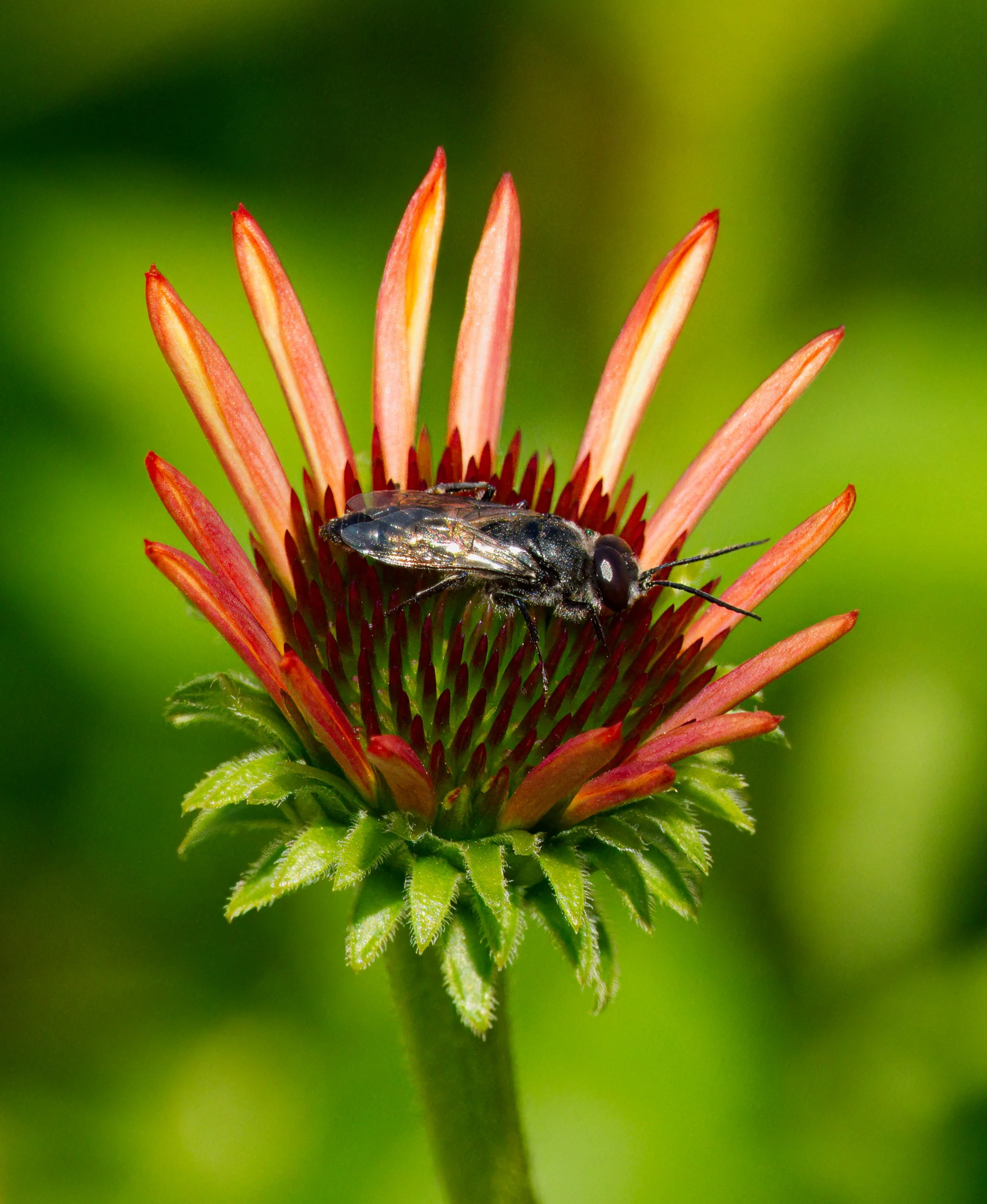 An Astata wasp on an Echinacea bloom
