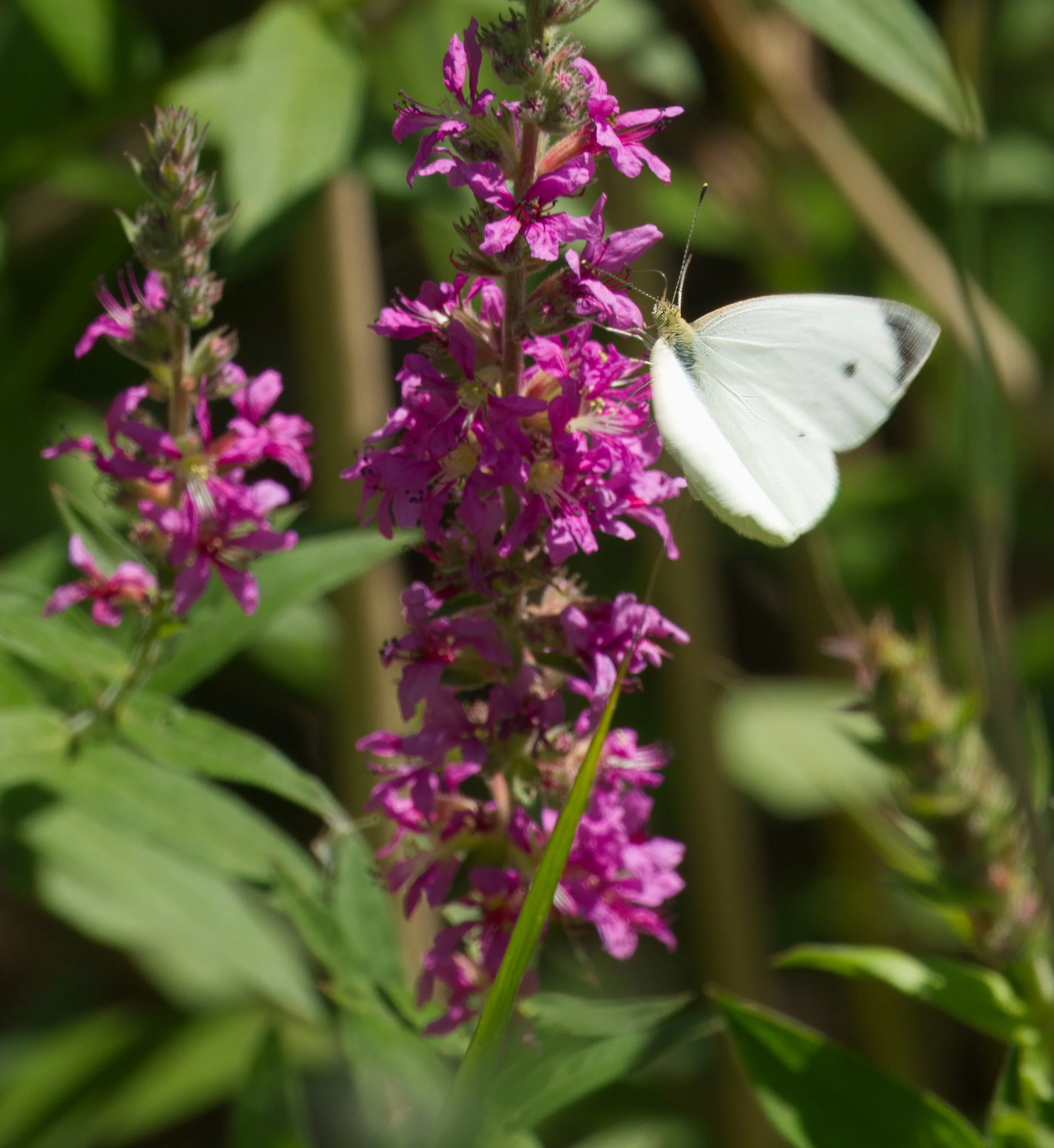 Another invasive, Purple Loosestrife with a landing Cabbage White Butterfly