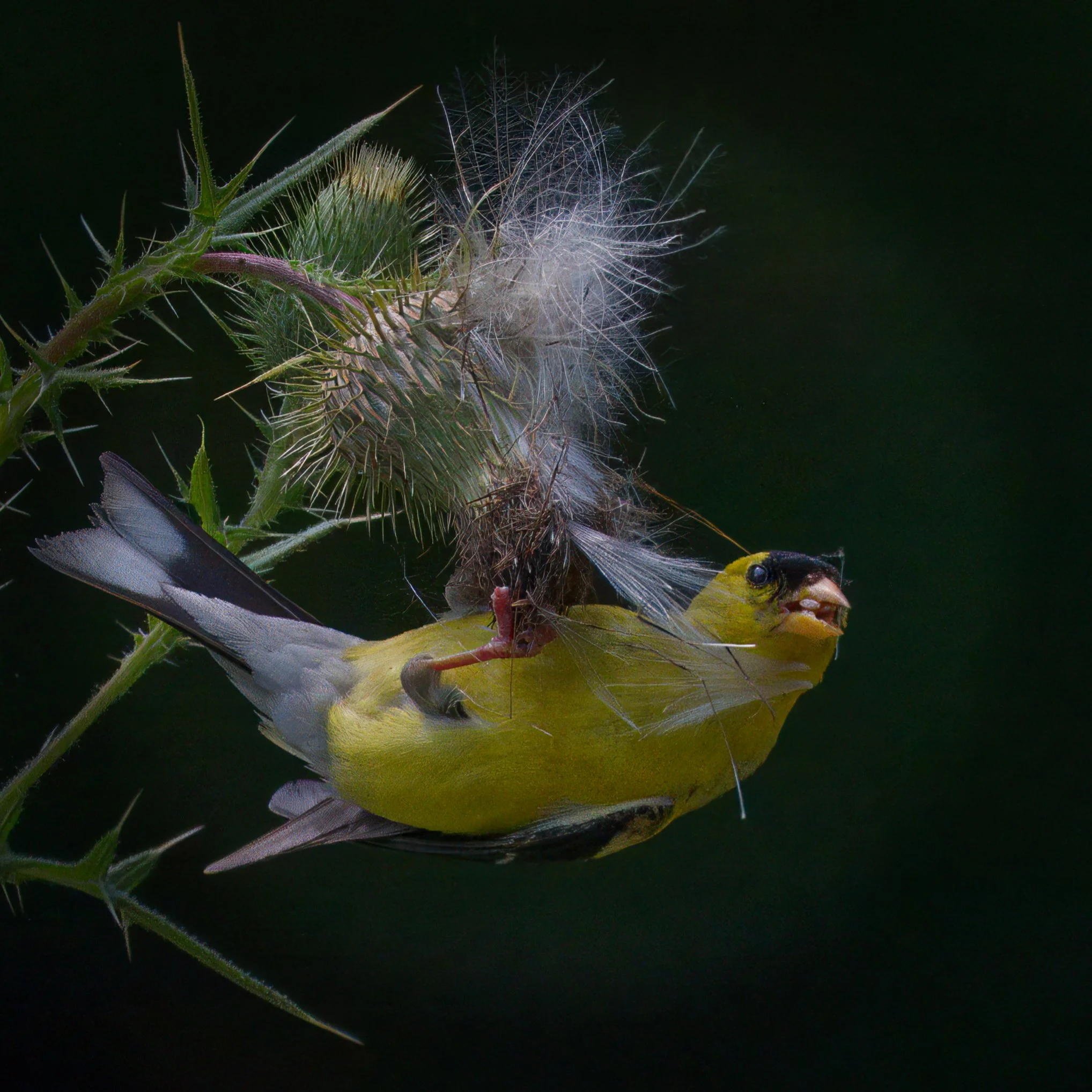 American Goldfinch having thistle seed lunch