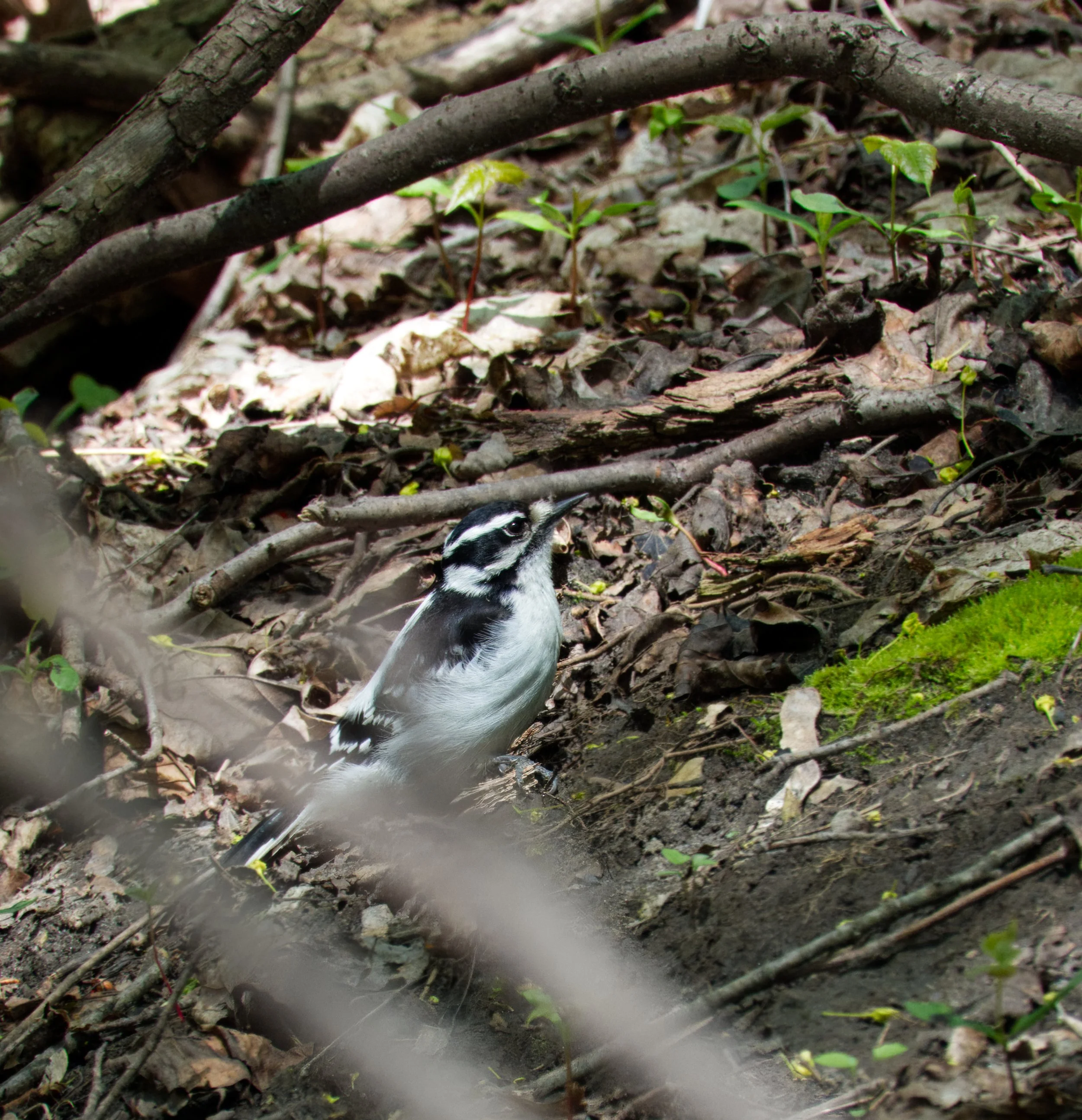 Downy Woodpecker, Yellow Creek Ravine, Toronto