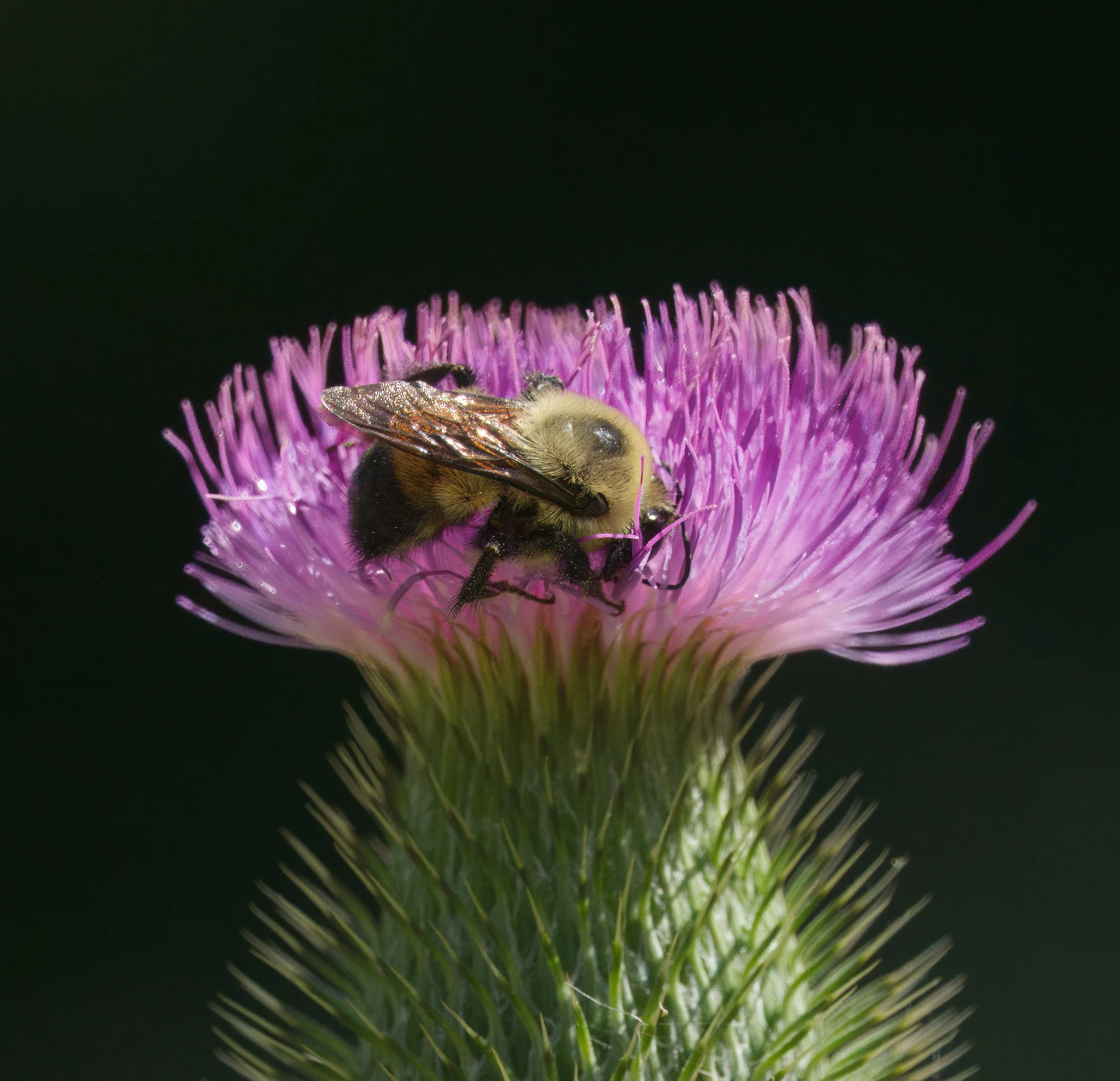Bumblebee on a Thistle bloom