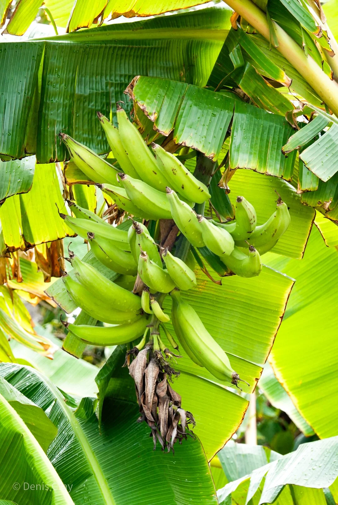 Bananas