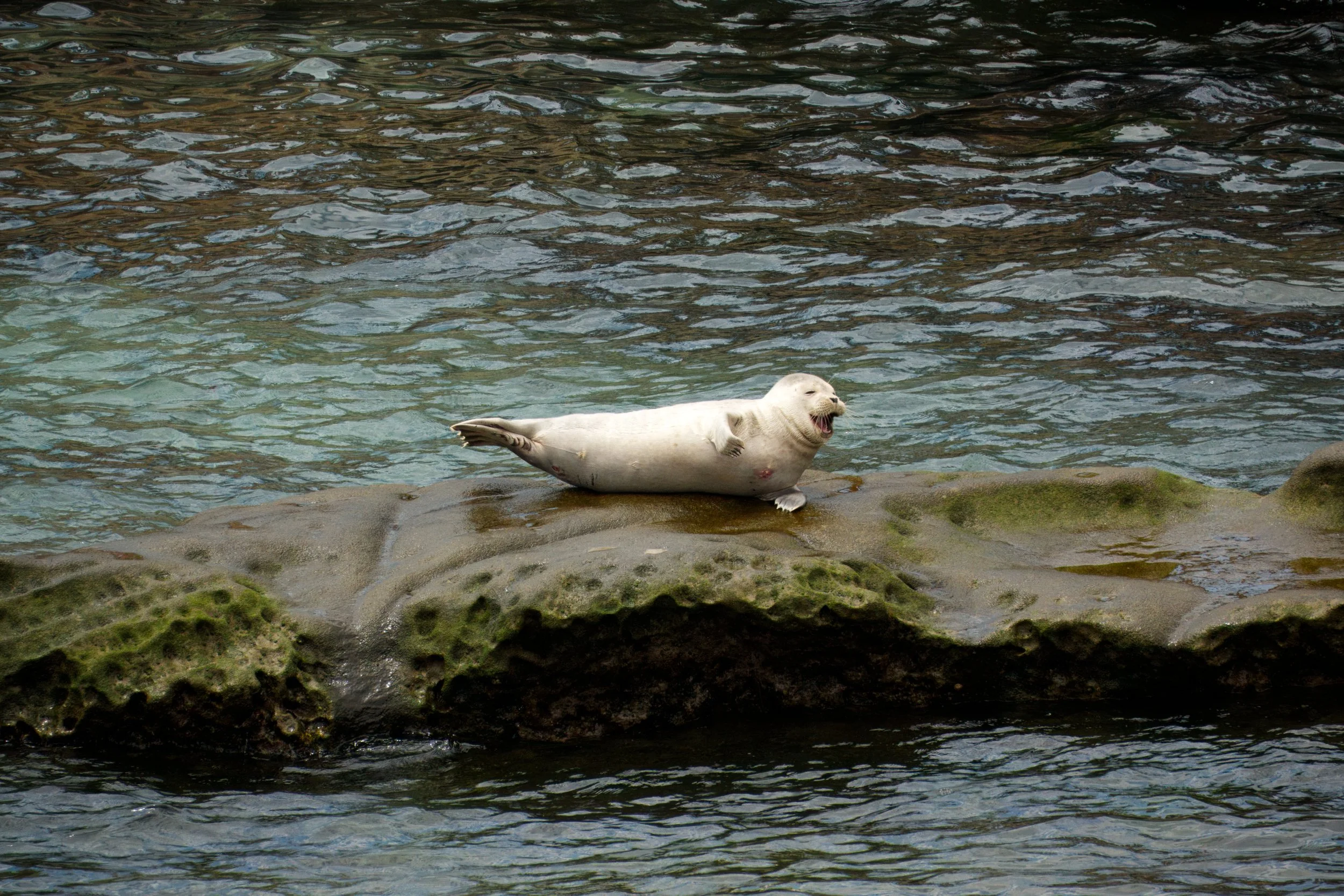 Harbour Seal