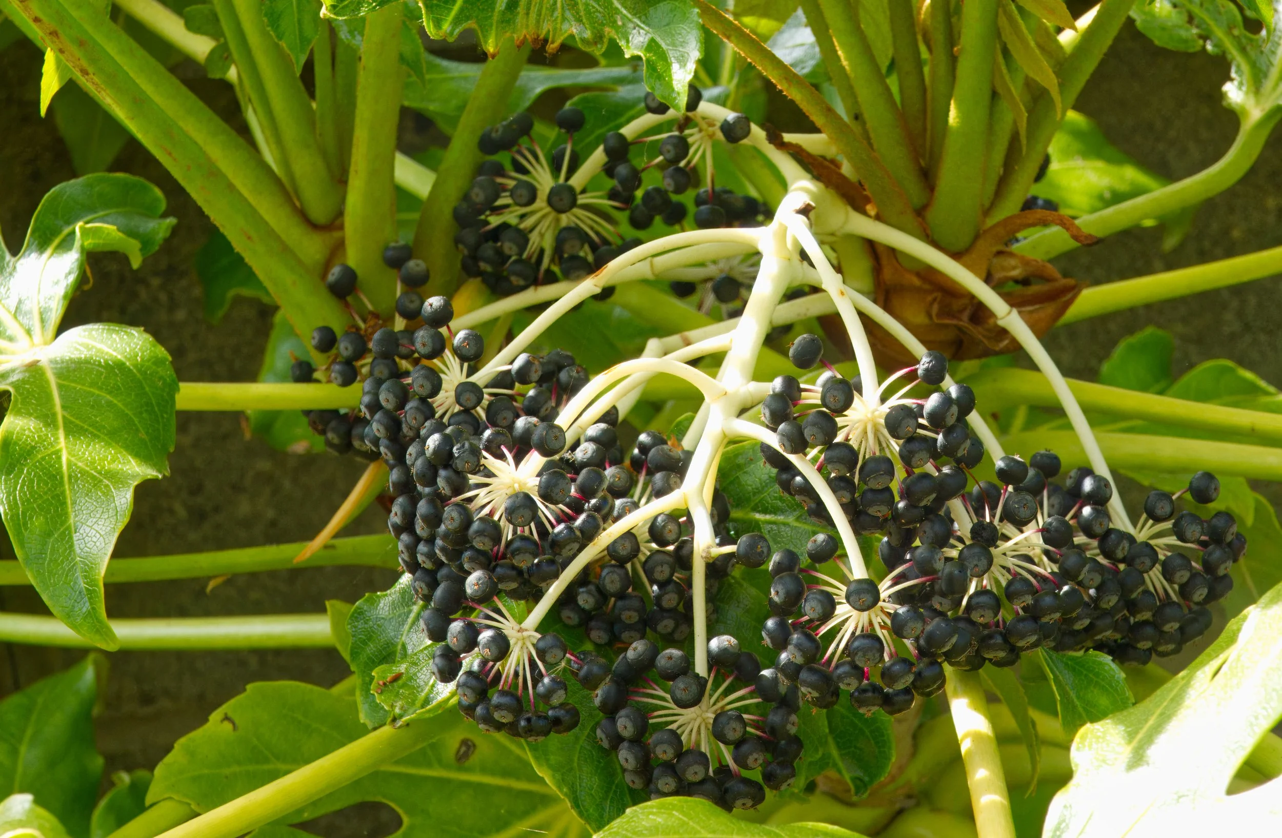Fatsia japonica, Obelisk Walk, Blackrock, Dublin, Ireland