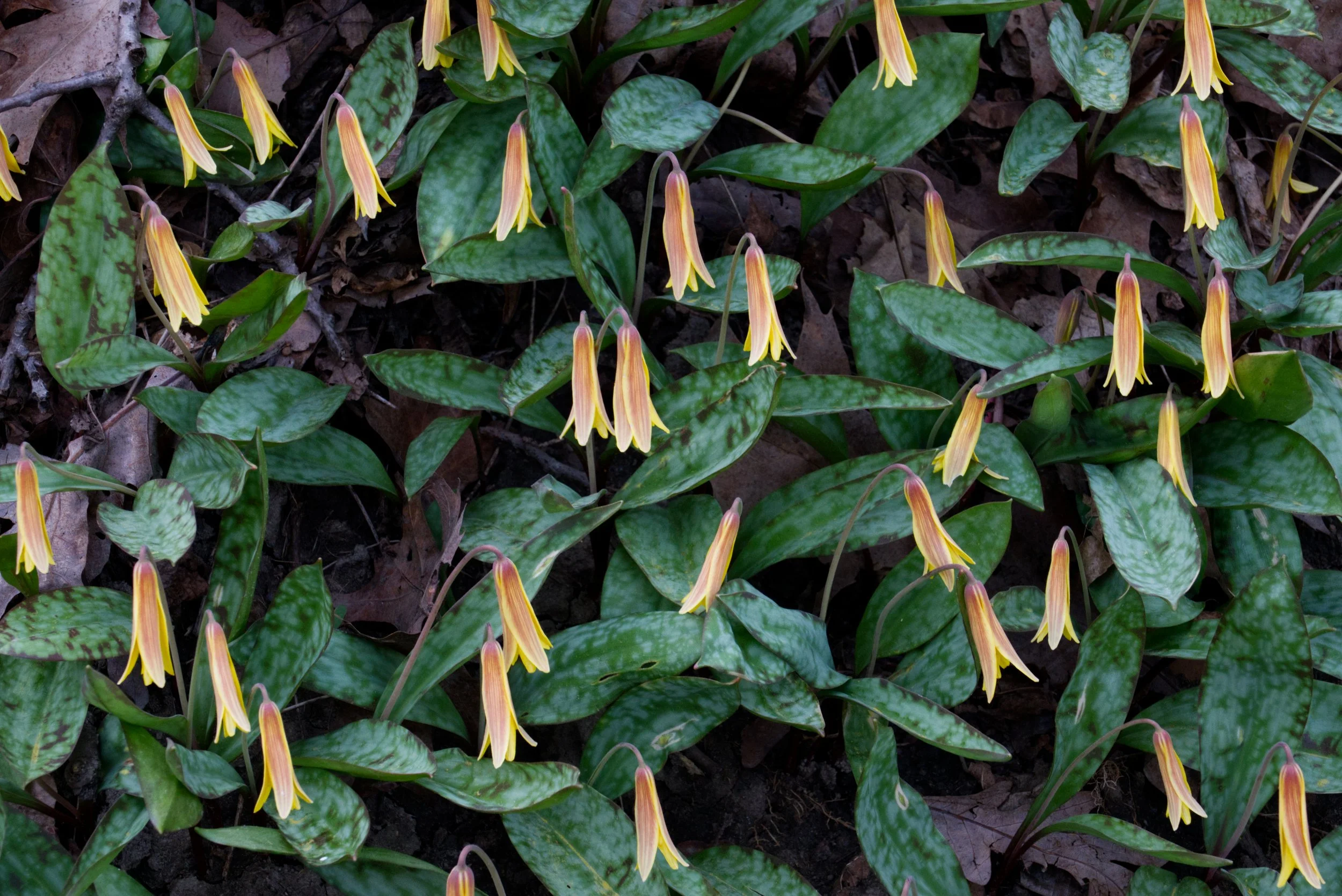 
Dogtooth violet (Erythronium americanum), 
Yellow Creek Ravine, Toronto