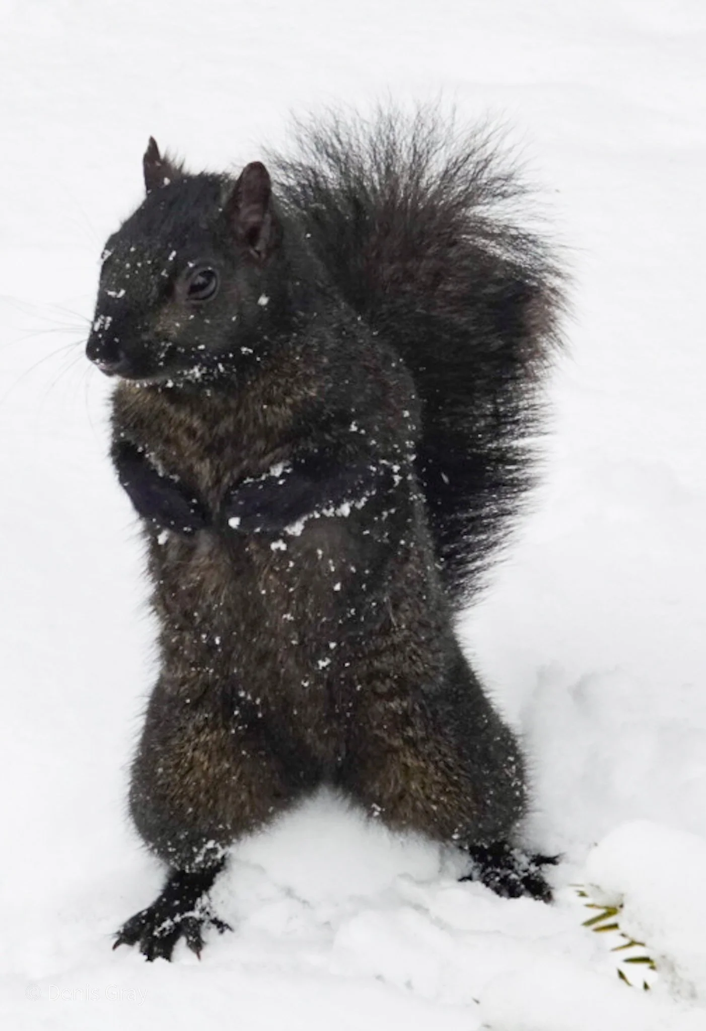 Melanistic Eastern Grey Squirrel, Mt. Pleasant Cemetery, Toronto