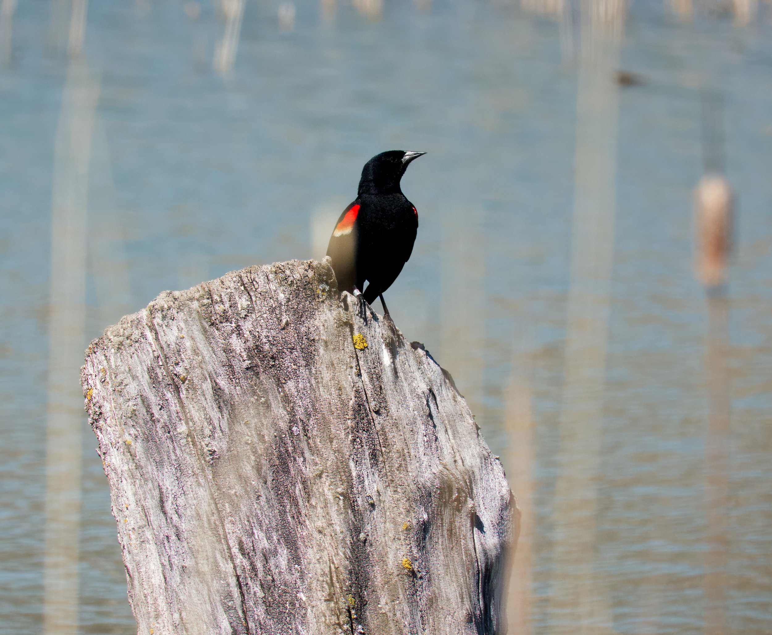 A Red-winged Blackbird, male, Tommy Thompson Park, Toronto