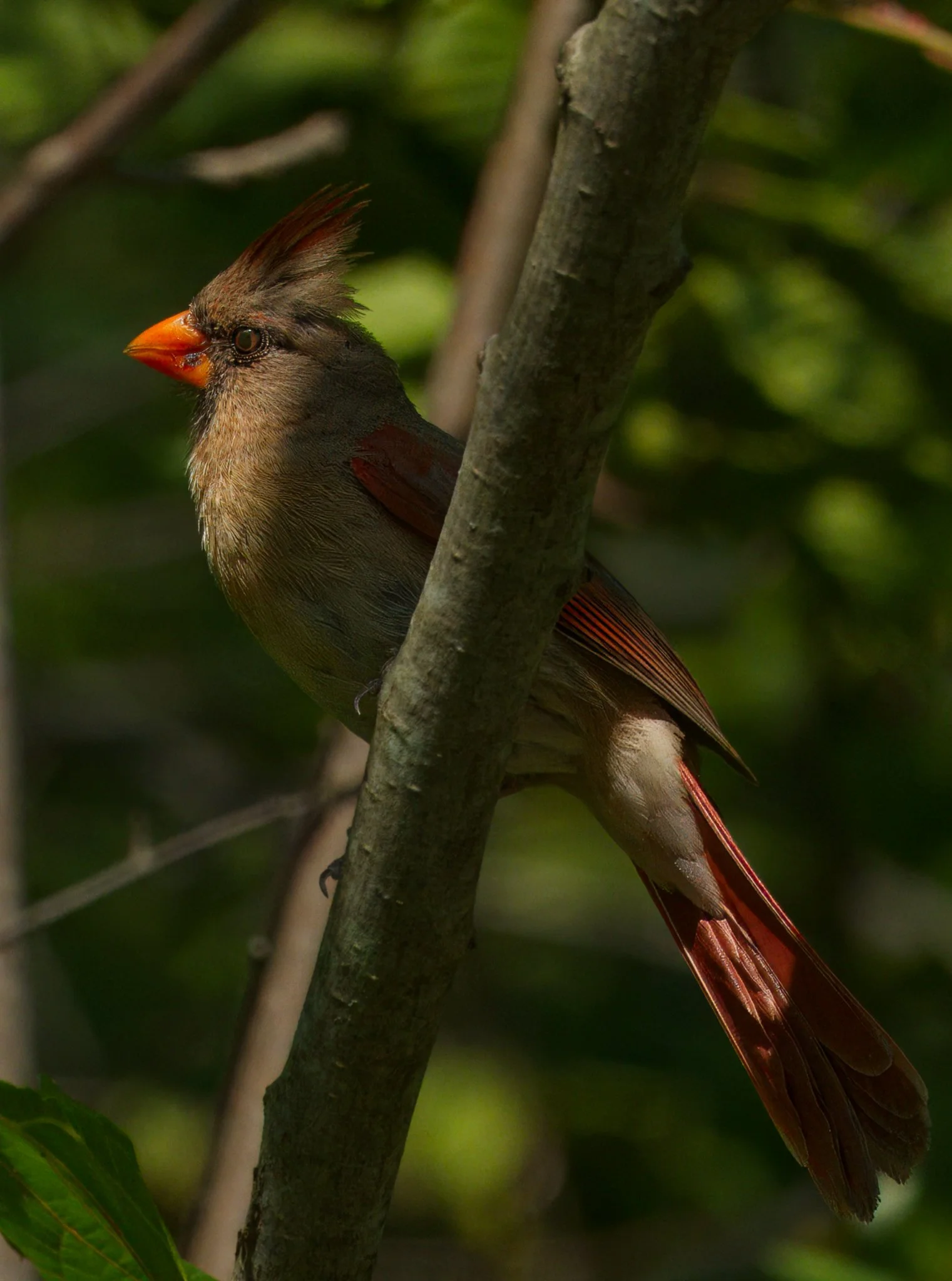 Female Cardinal, in the Ravine, Toronto