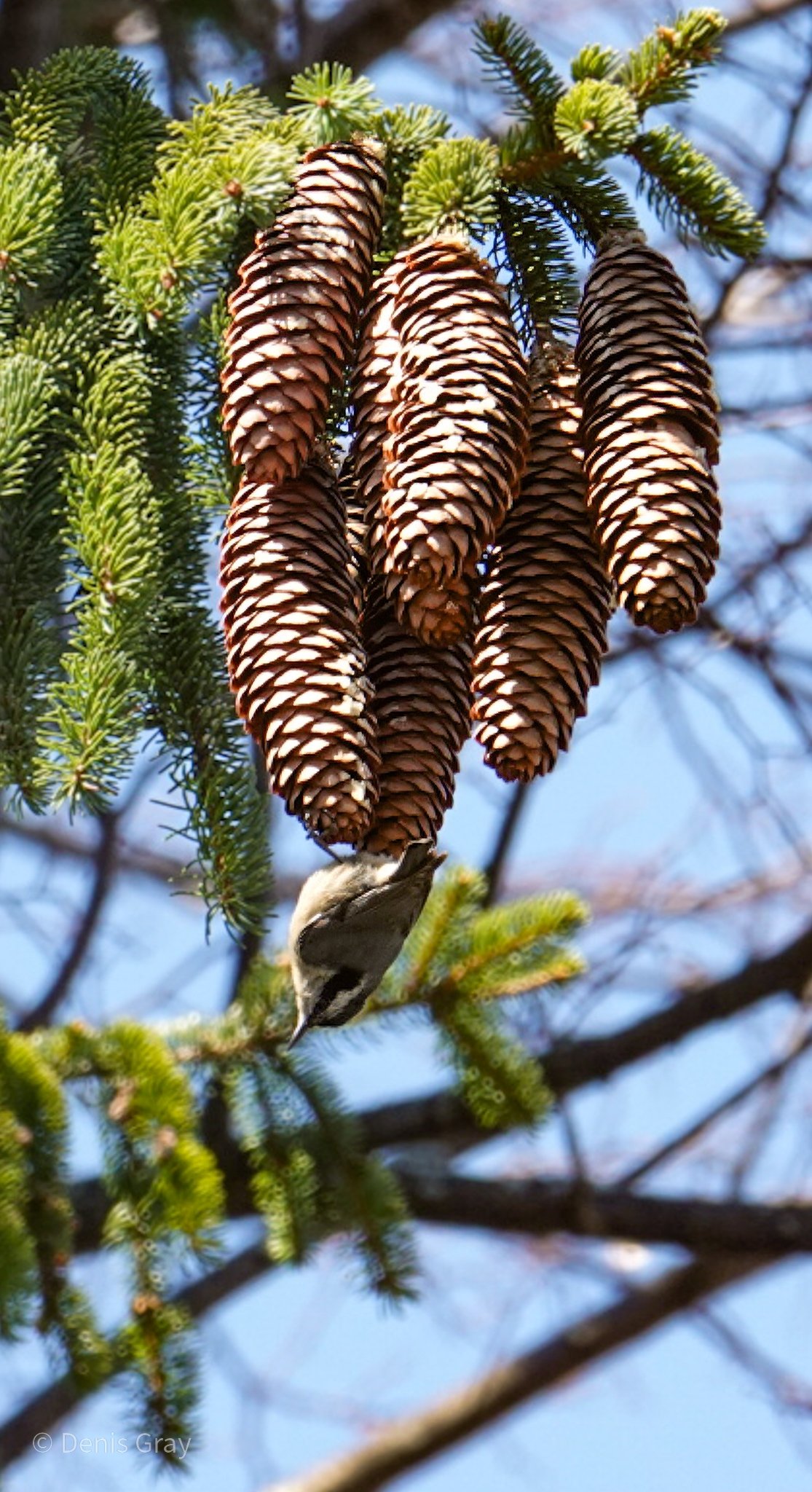 Red-breasted Nuthatch on Norway Spruce cones, Mount Pleasant Cemetery, Toronto